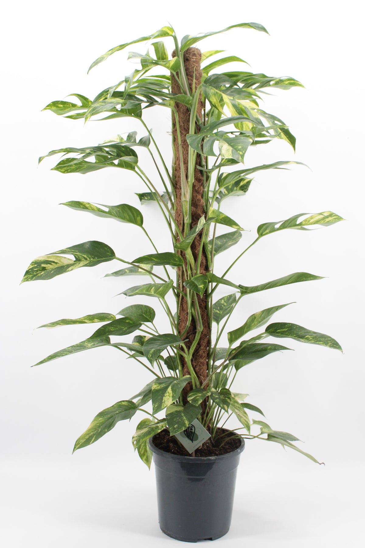 Epipremnum 125cm 24cm Pot