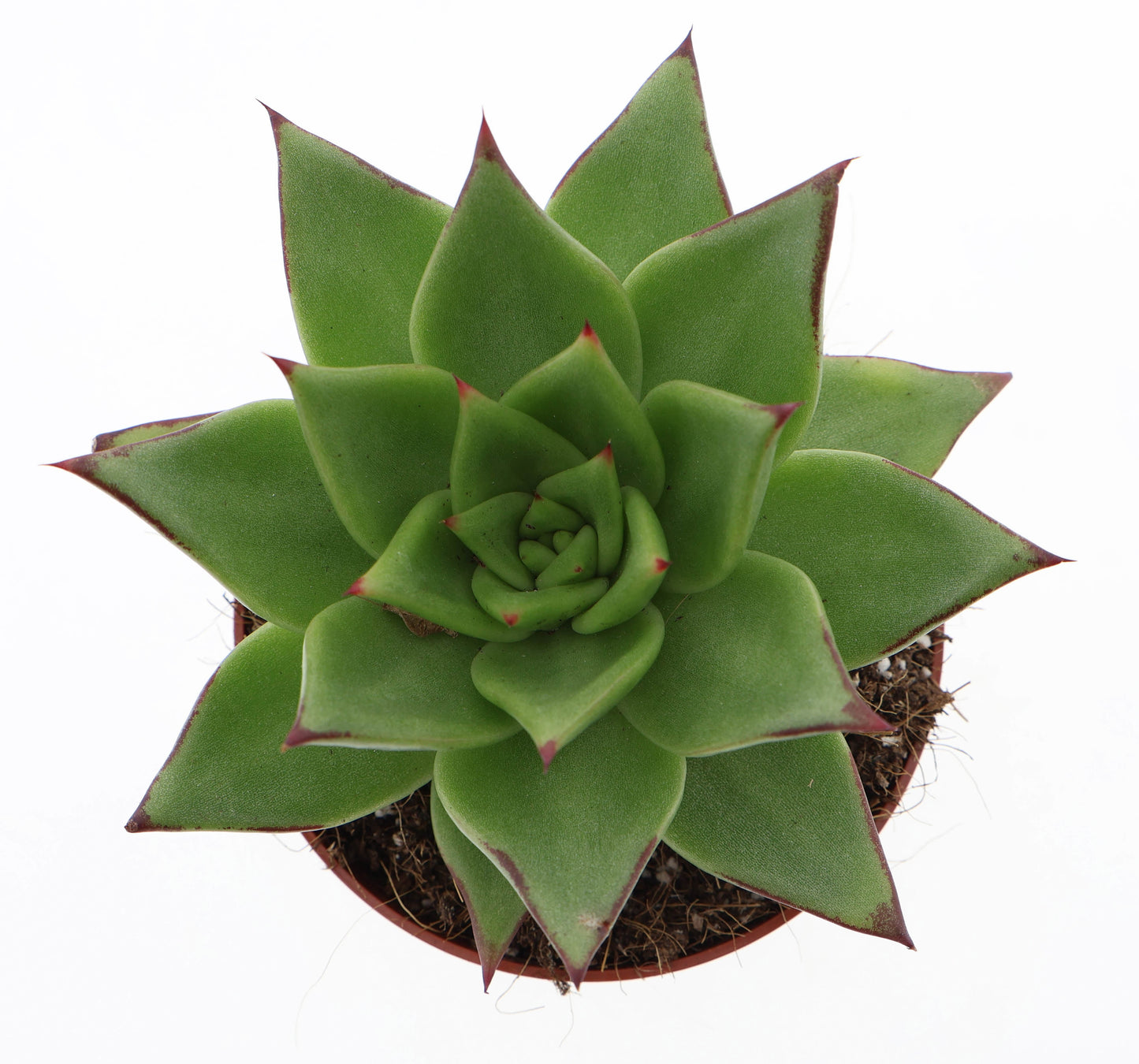 Euro Cactus Holland Bv Echeveria agavoides Ebony Pack of 8