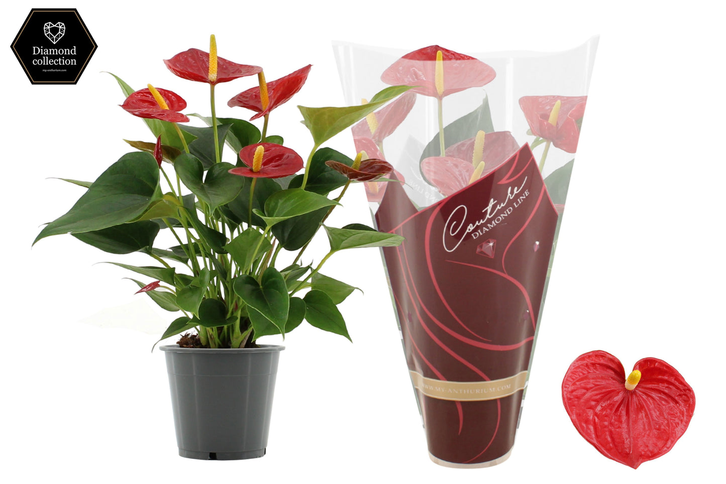 Anthurium Diamond Red 40cm 12cm Pot