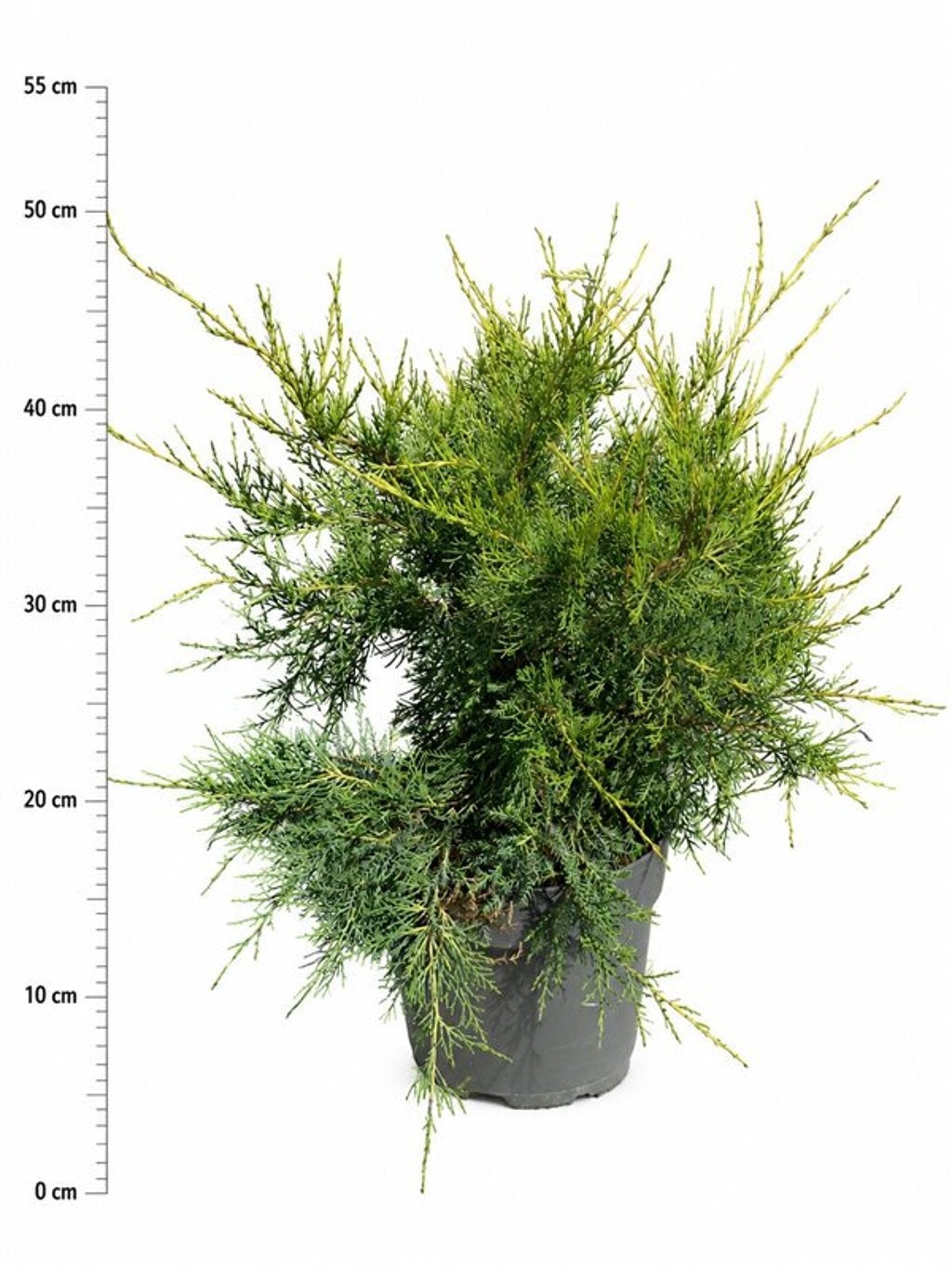 Bloemenkampen BV, Hkw. de Juniperus chin. Kuriwao Gold Pack of 1