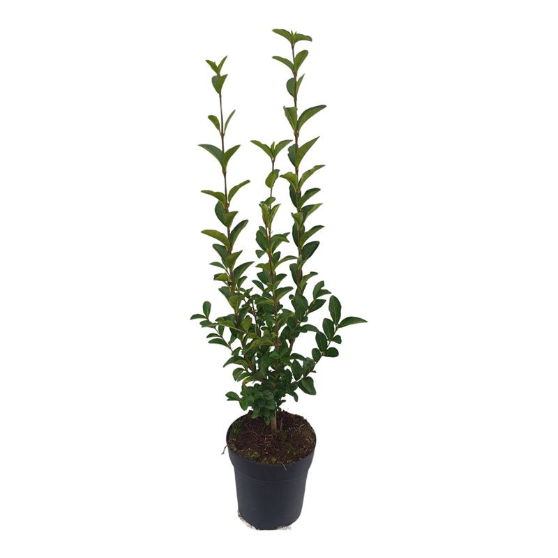 Ligustrum ovalifolium 60cm 17cm Pot