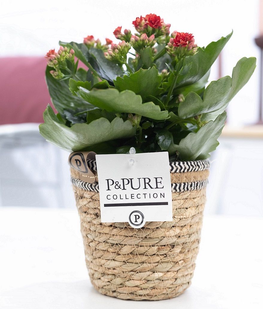 Kalanchoe Rosalina Amador Red 27cm 12cm Pot