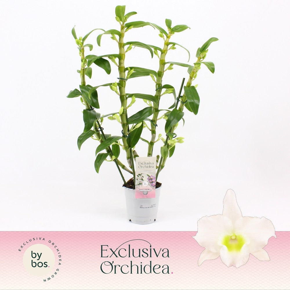 Dendrobium Apollon 65cm 12cm Pot