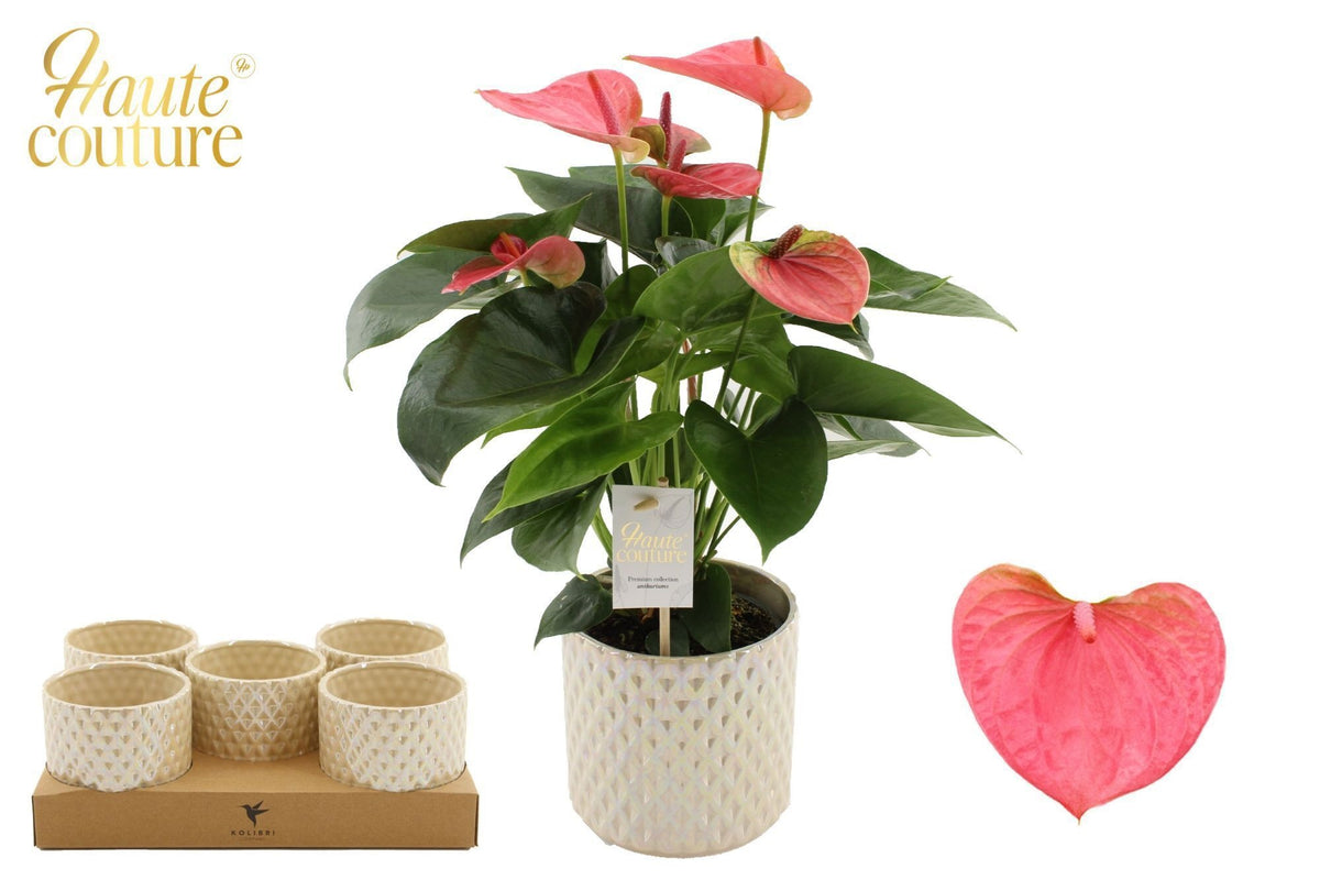 Anthurium Sweet Dream 40cm 12cm Pot