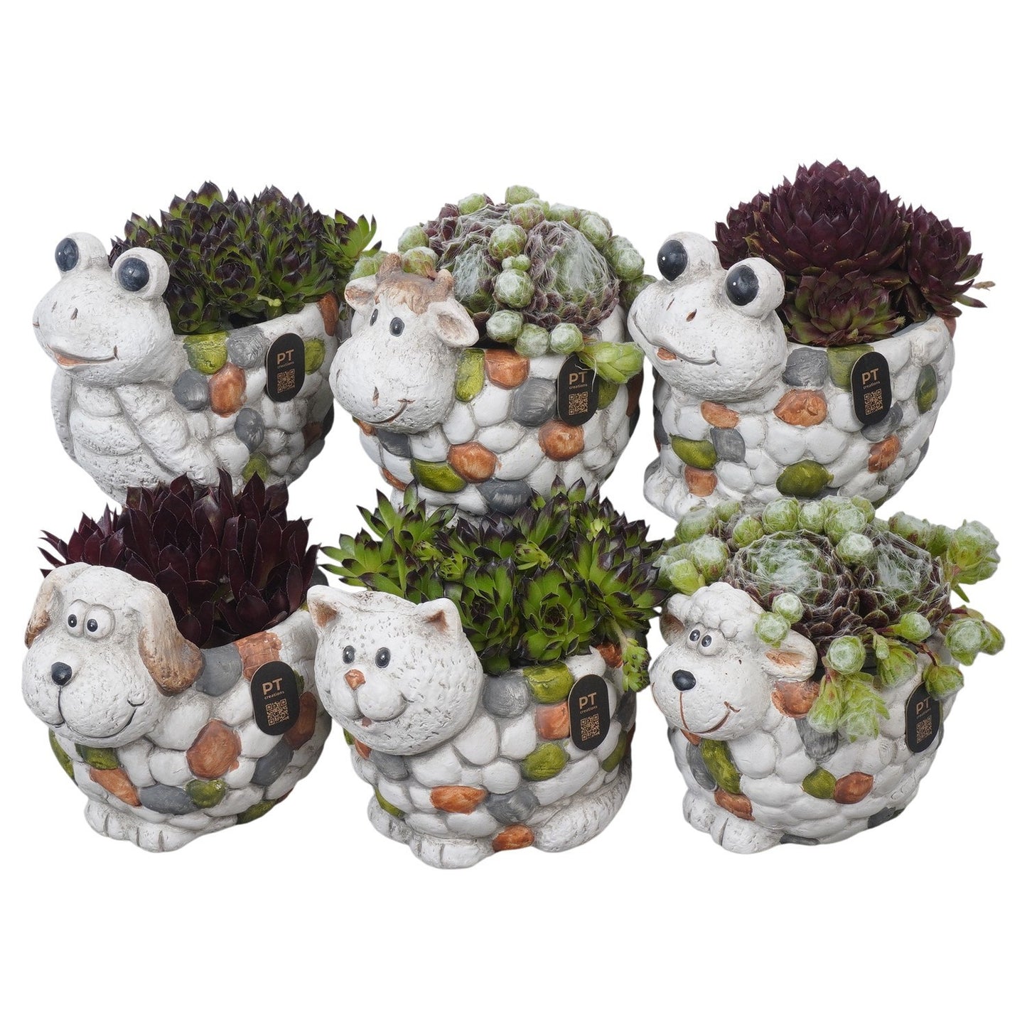 arr. Sempervivum 13cm 14cm Pot