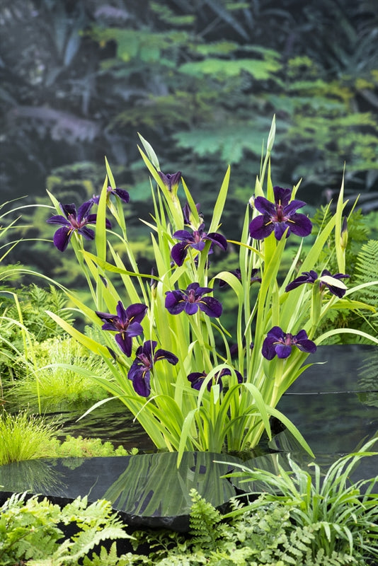 Waterplkw R. Moerings Iris Black Gamecock Pack of 3