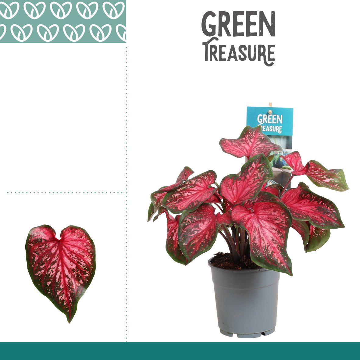 Caladium Scarlet Flame 25cm 12cm Pot