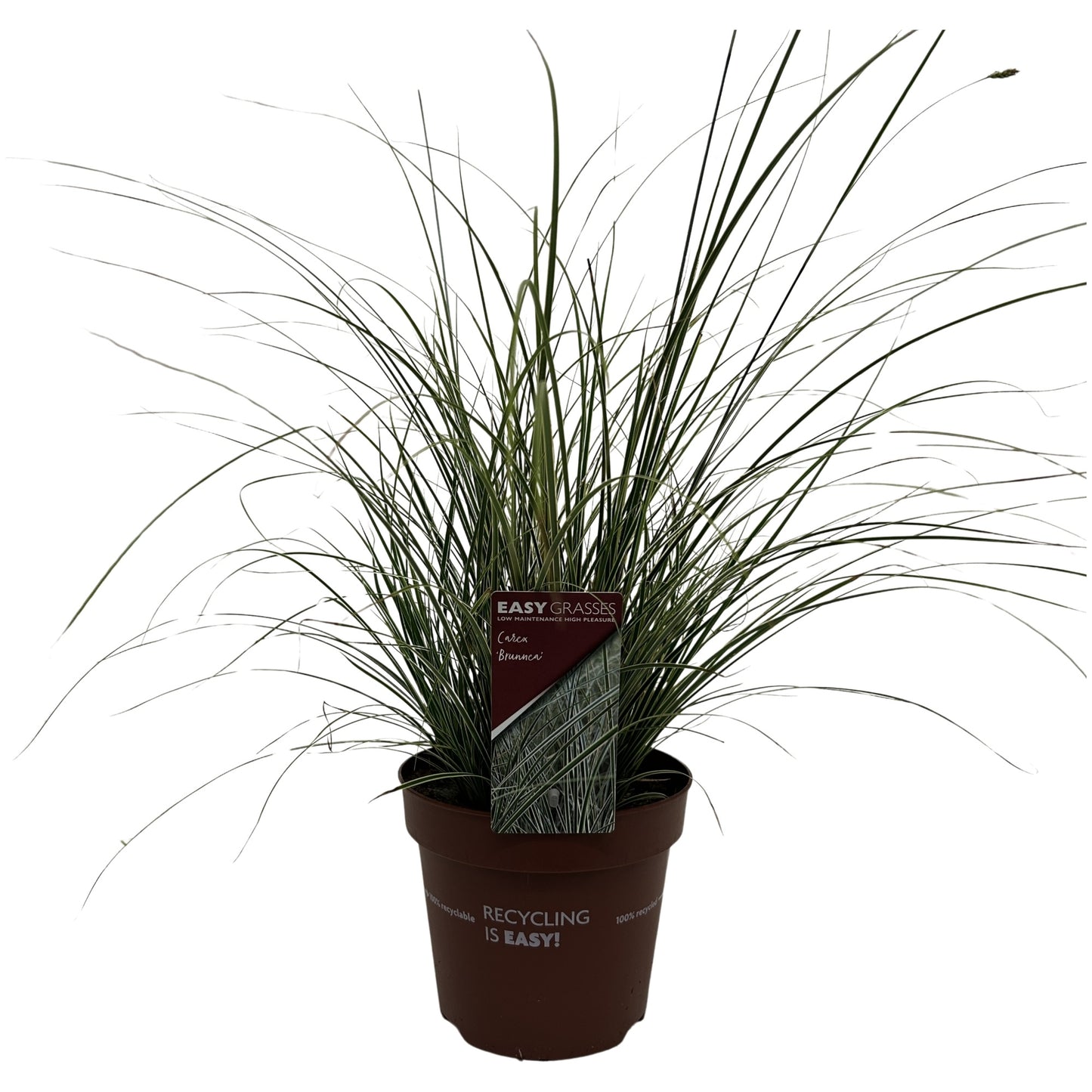 Allure Tuinplanten BV i.o. Carex bru. Variegata Pack of 6