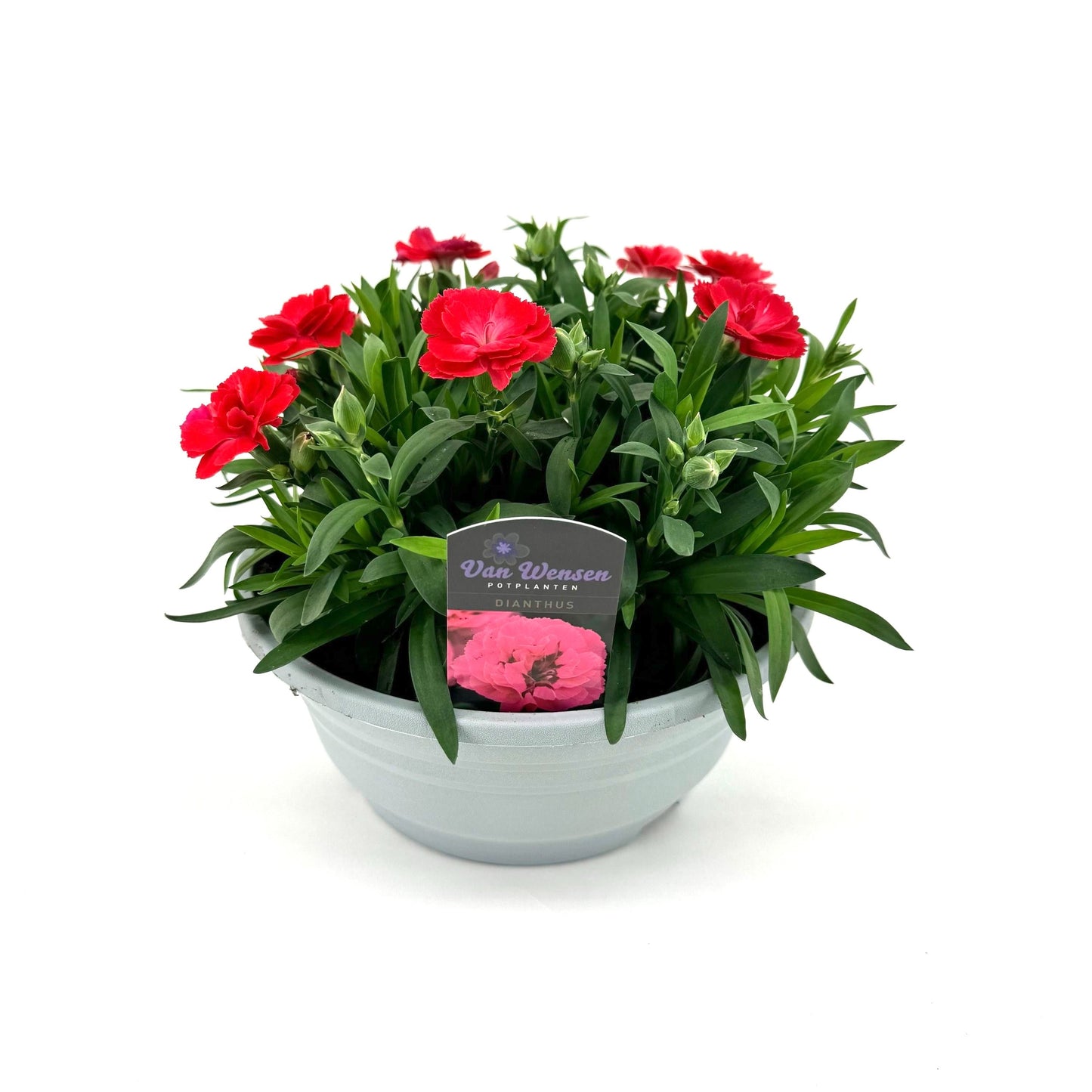 Dianthus Oscar salmon 22cm 21cm Pot