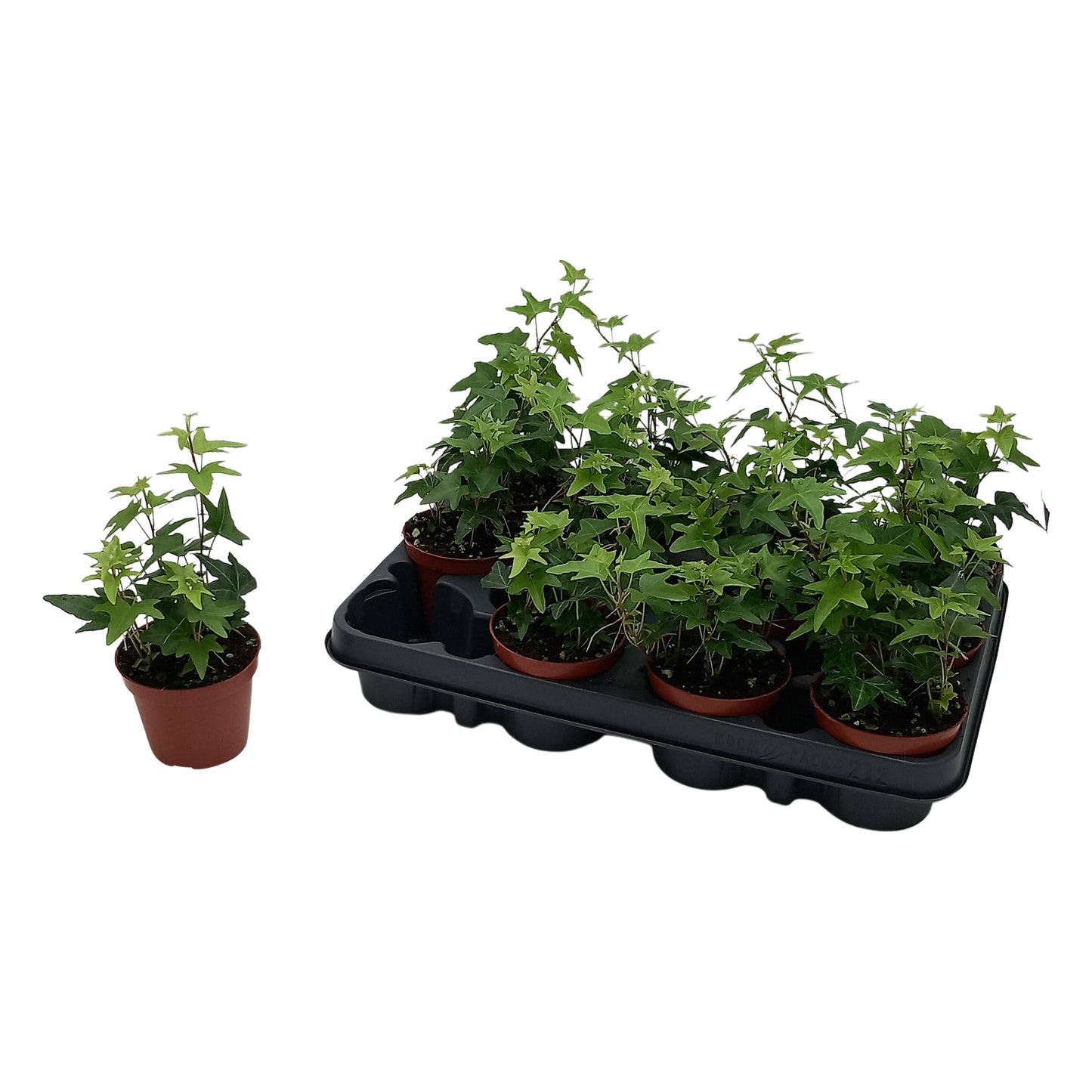 Quakelplant BV Hedera helix Jacobine basket Pack of 21