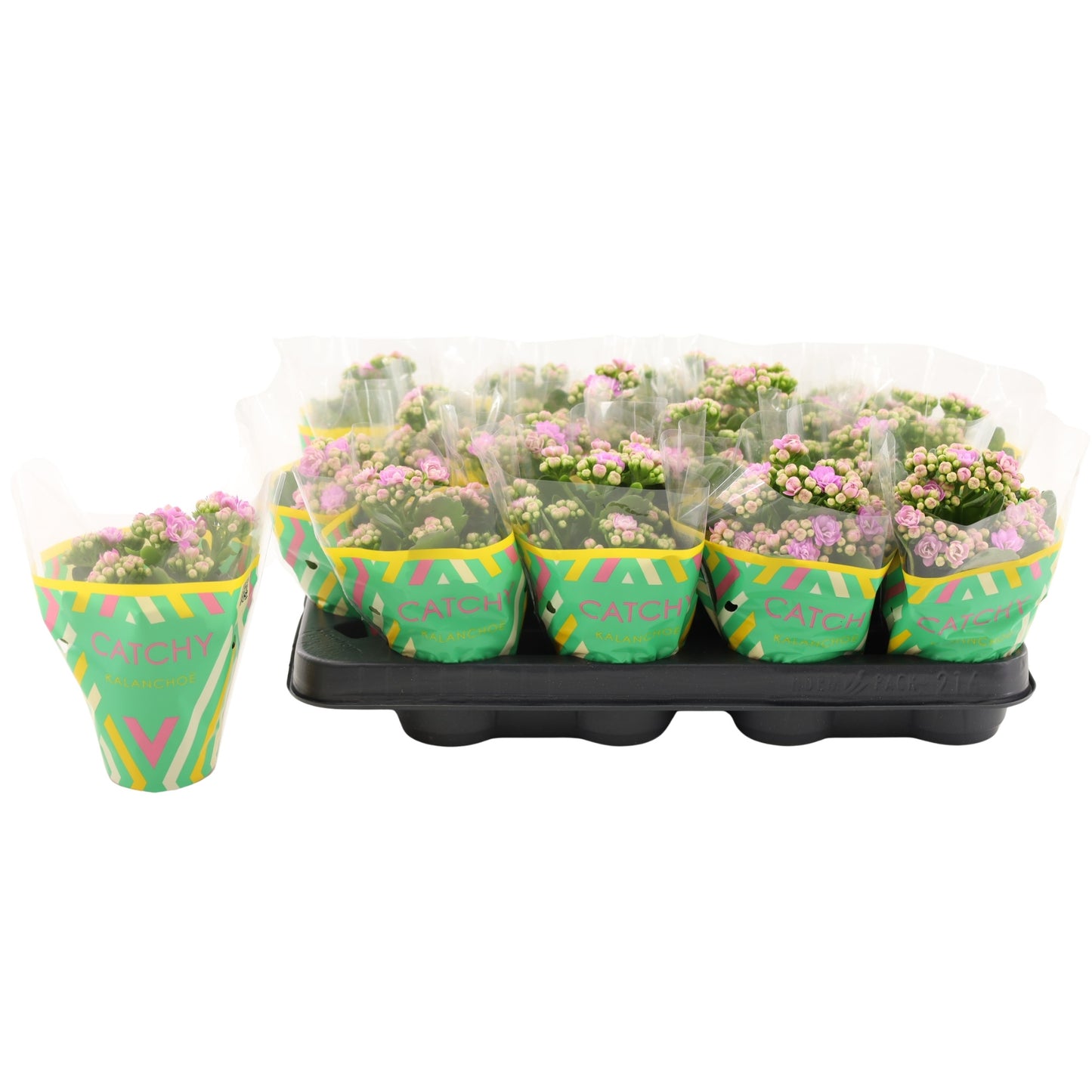 Vilosa Kalanchoe pink Pack of 16