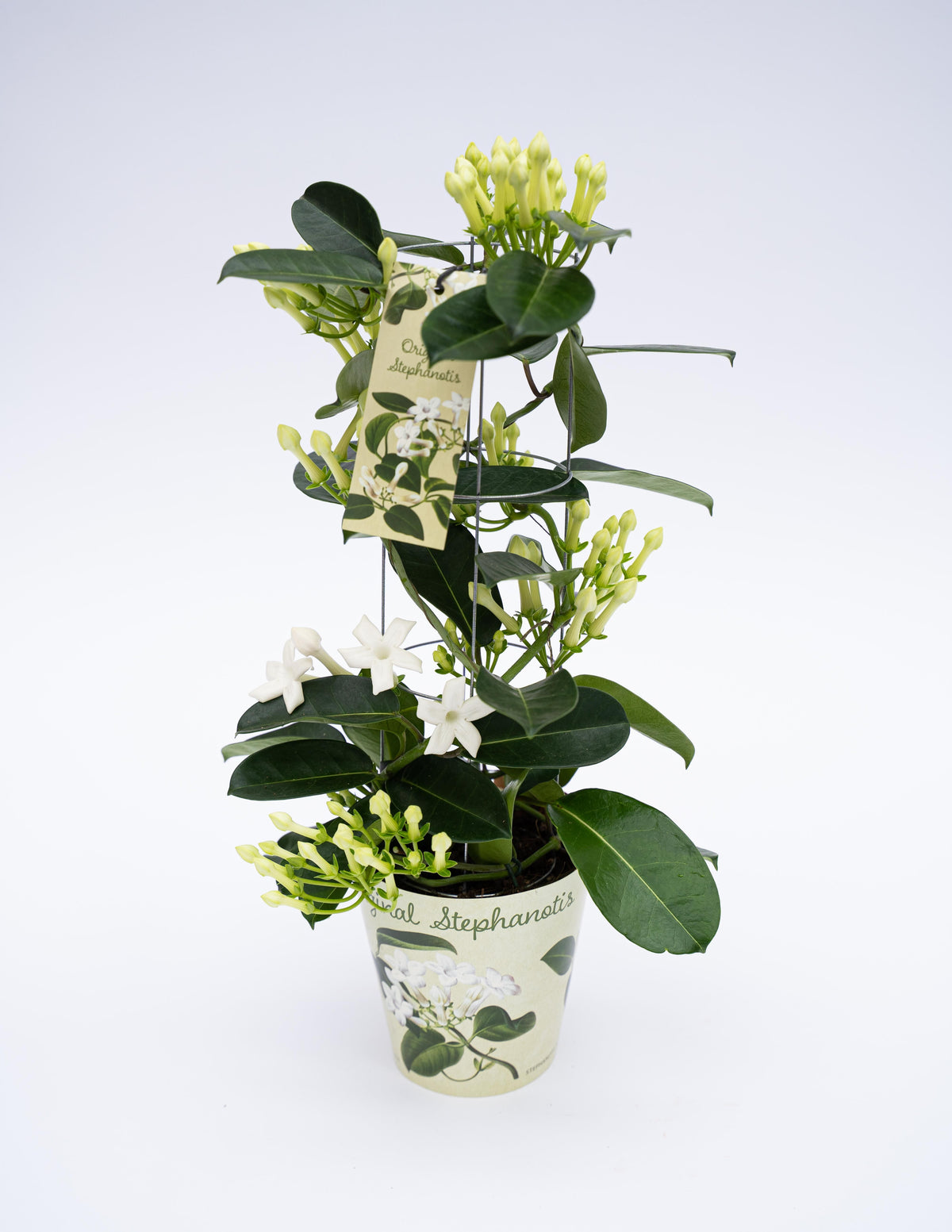 Stephanotis floribunda 45cm 12cm Pot