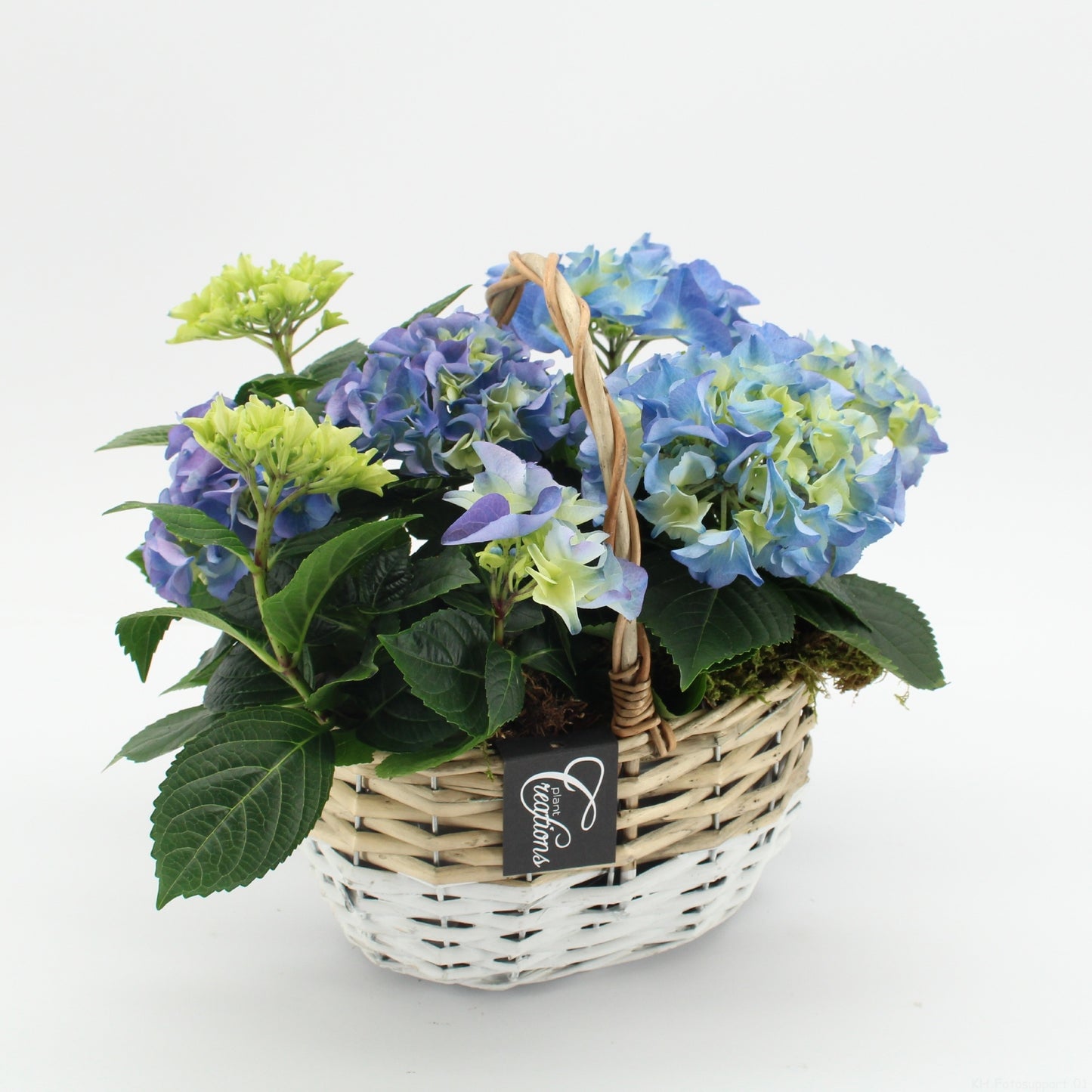 Hydrangea arrangement 28cm 22cm Pot