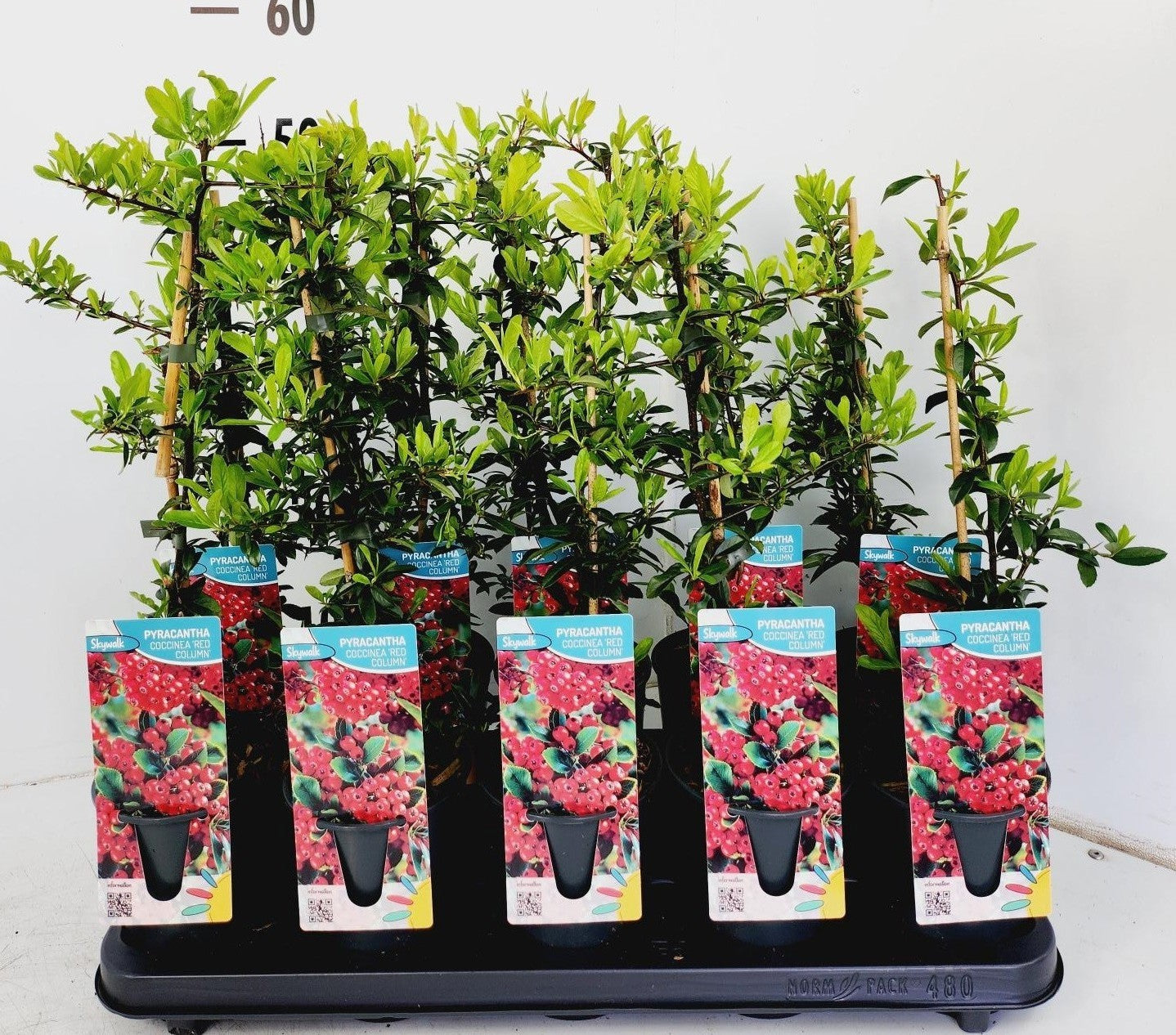 Pyracantha Red Column 50cm 12cm Pot