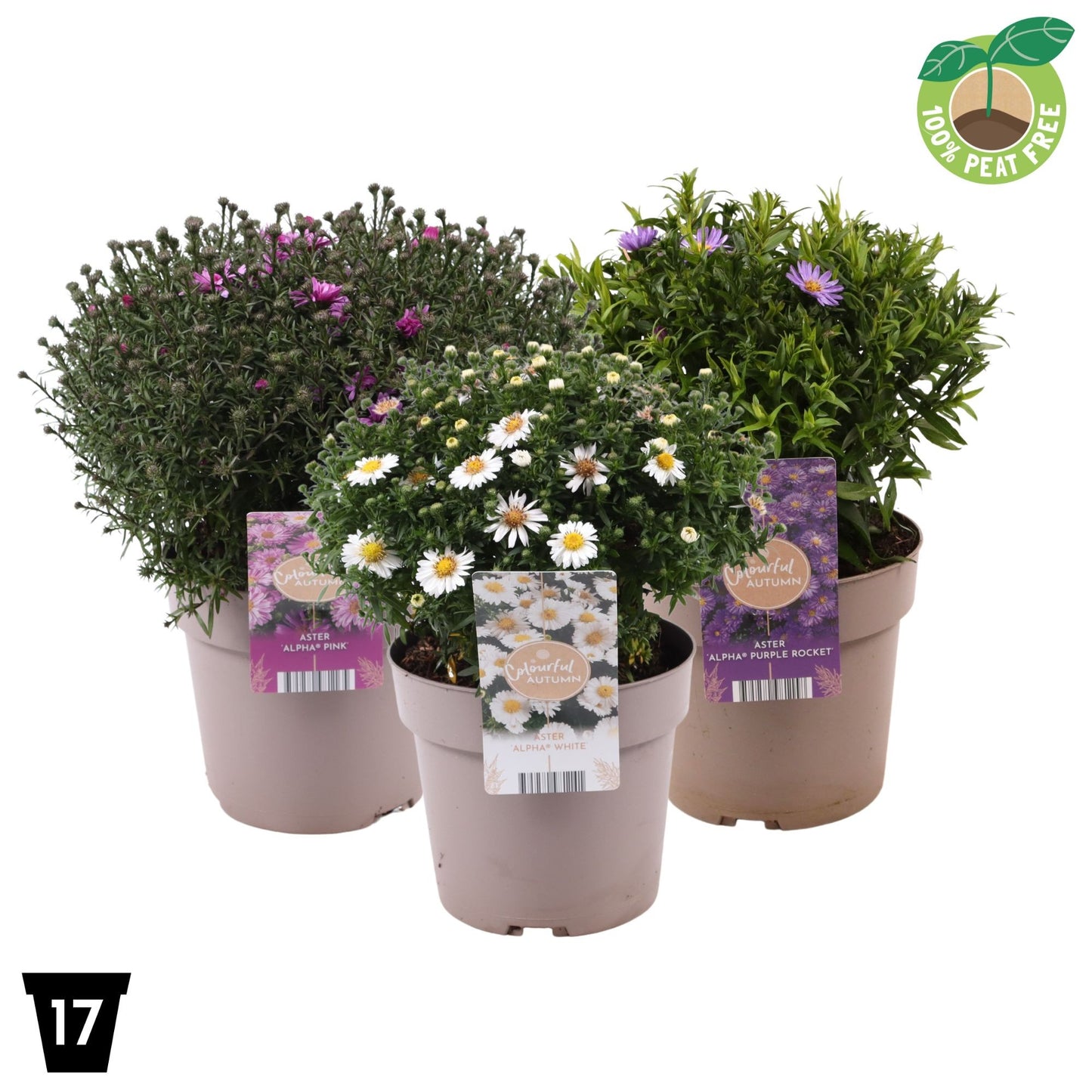 Streng Growers B.V. Aster mix Pack of 6