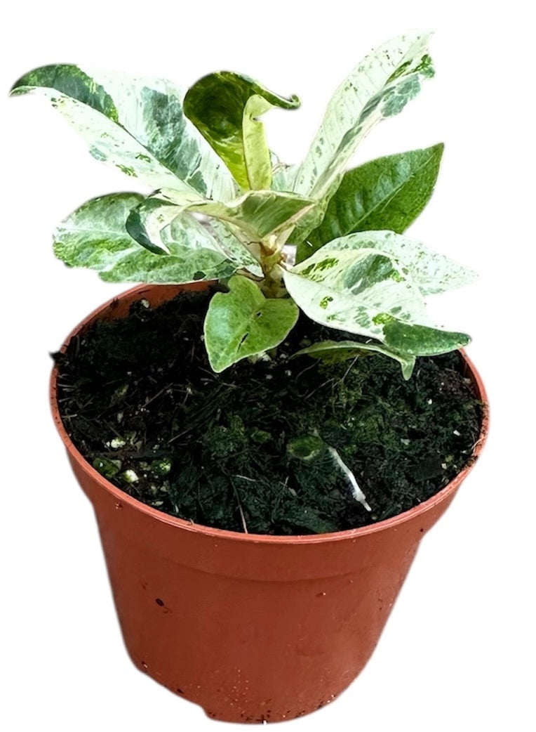 Ficus benjamina 10cm 8cm Pot