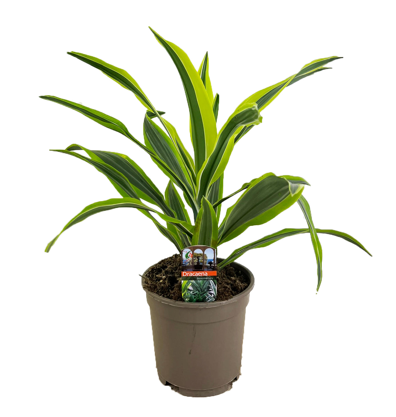 Dracaena fragrans Lemon Lime 45cm 17cm Pot