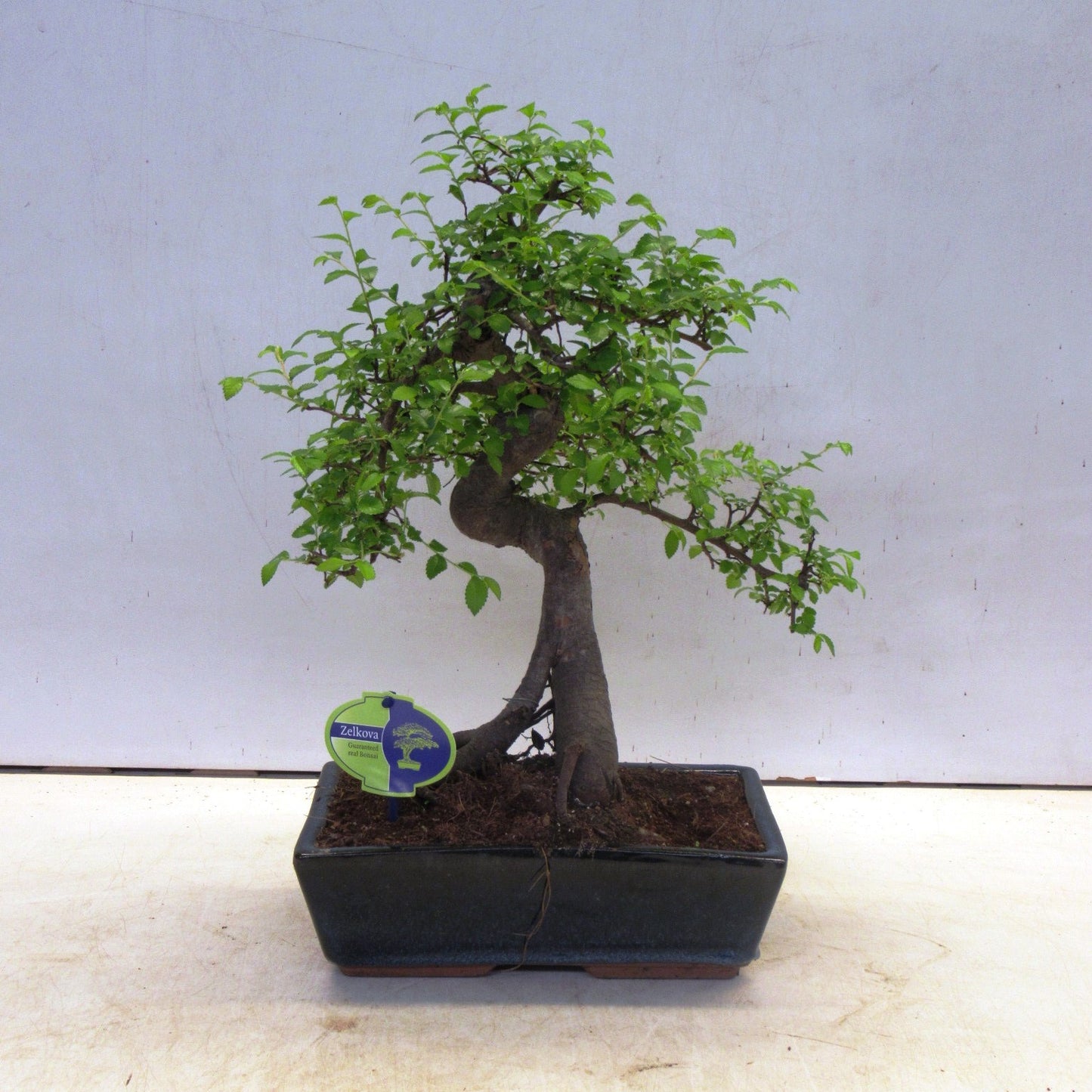 Zelkova sp. Bonsai 45cm 30cm Pot