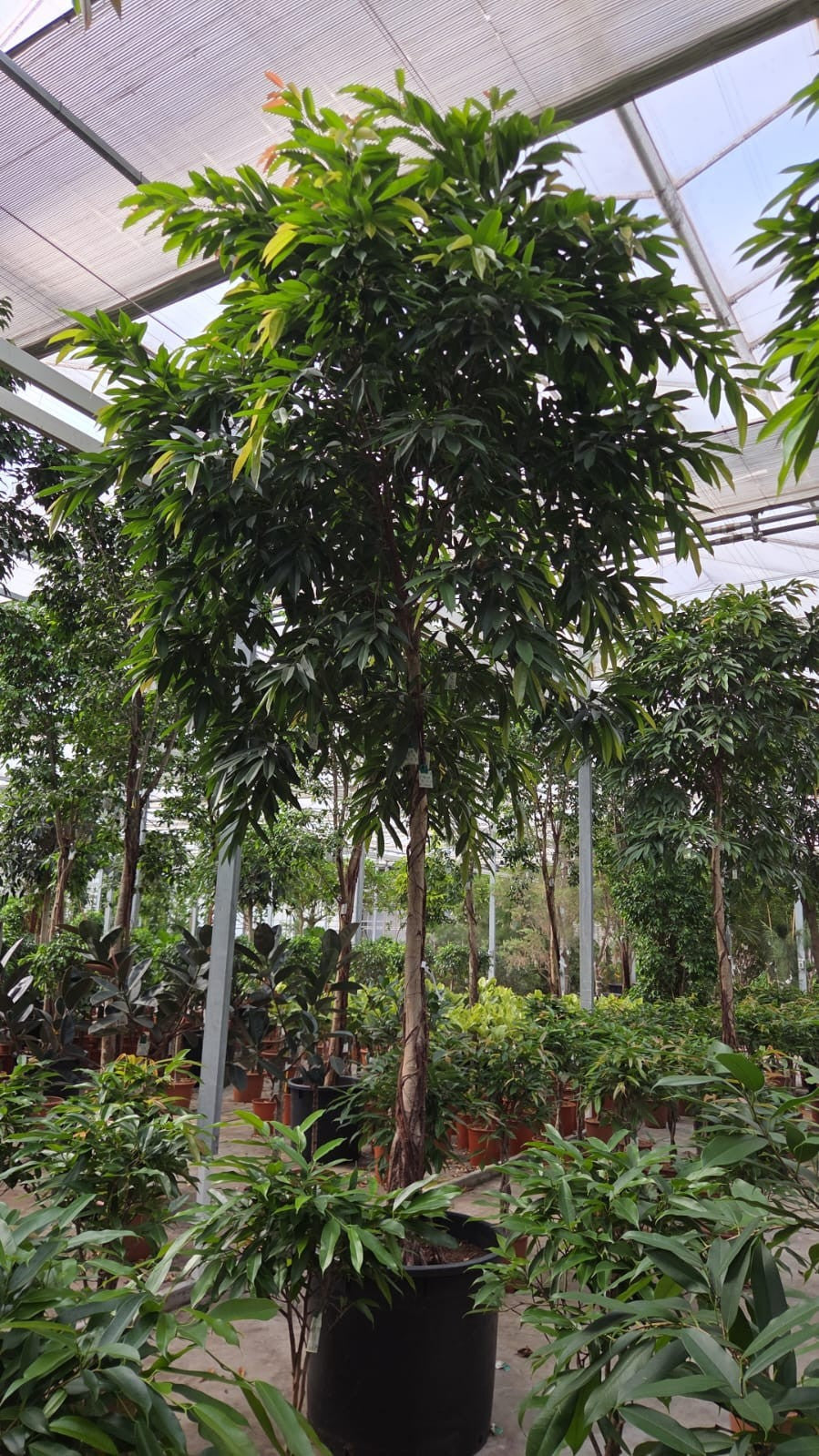 Ficus Amstel King 500cm 80cm Pot