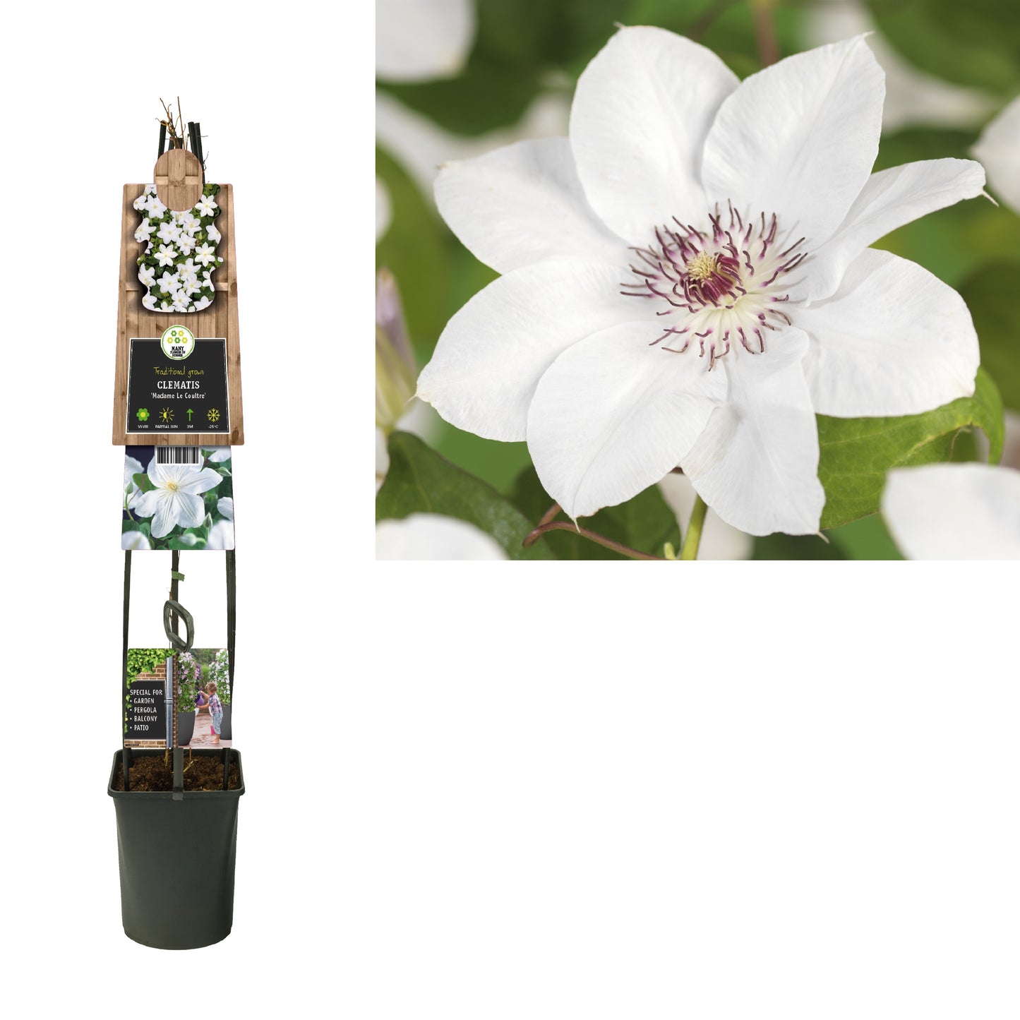 Clematis Miss Bateman 115cm 23cm Pot