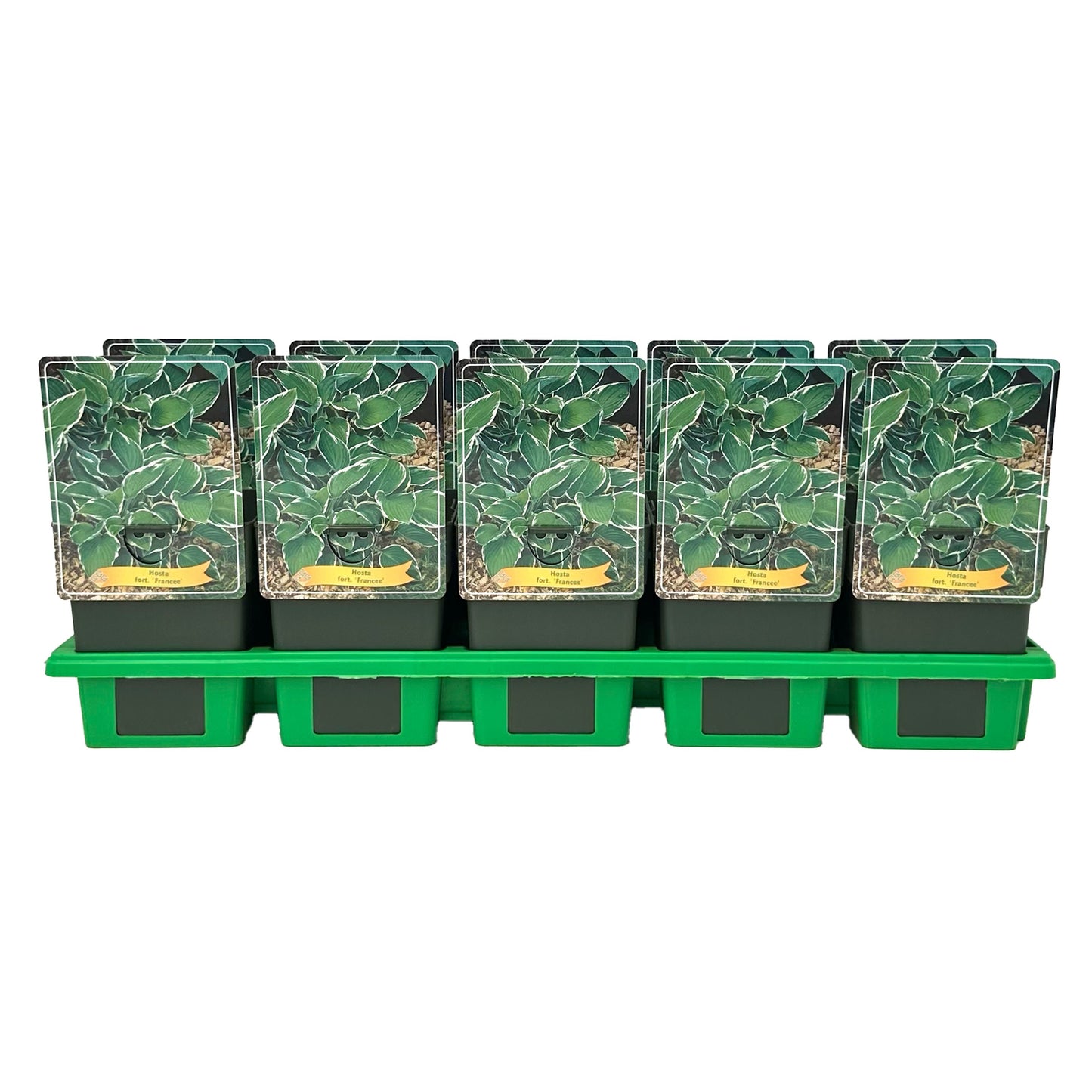 Gebr. Griffioen Hosta for. Francee Pack of 10