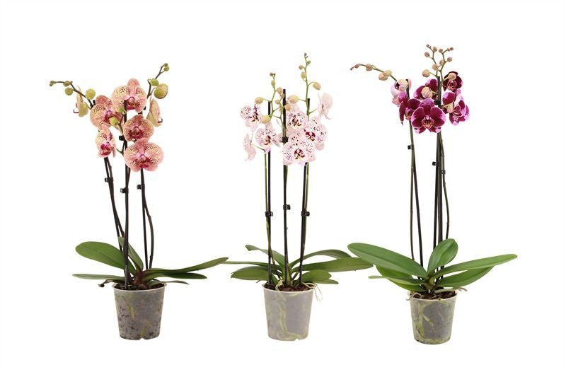 Phalaenopsis mix 55cm 12cm Pot