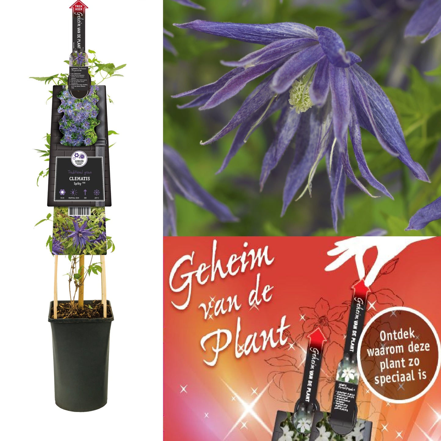 Clematis Spiky 75cm 17cm Pot