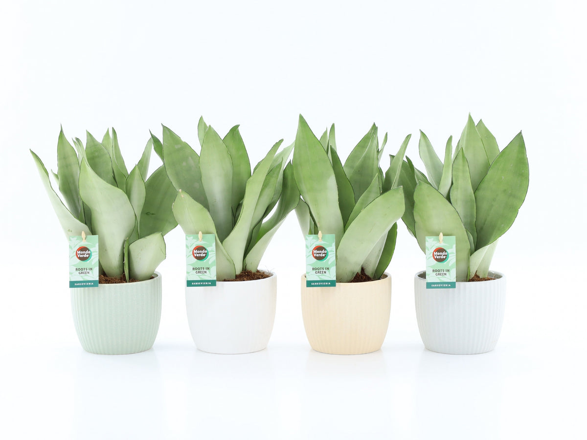Sansevieria Moonshine 35cm 13cm Pot