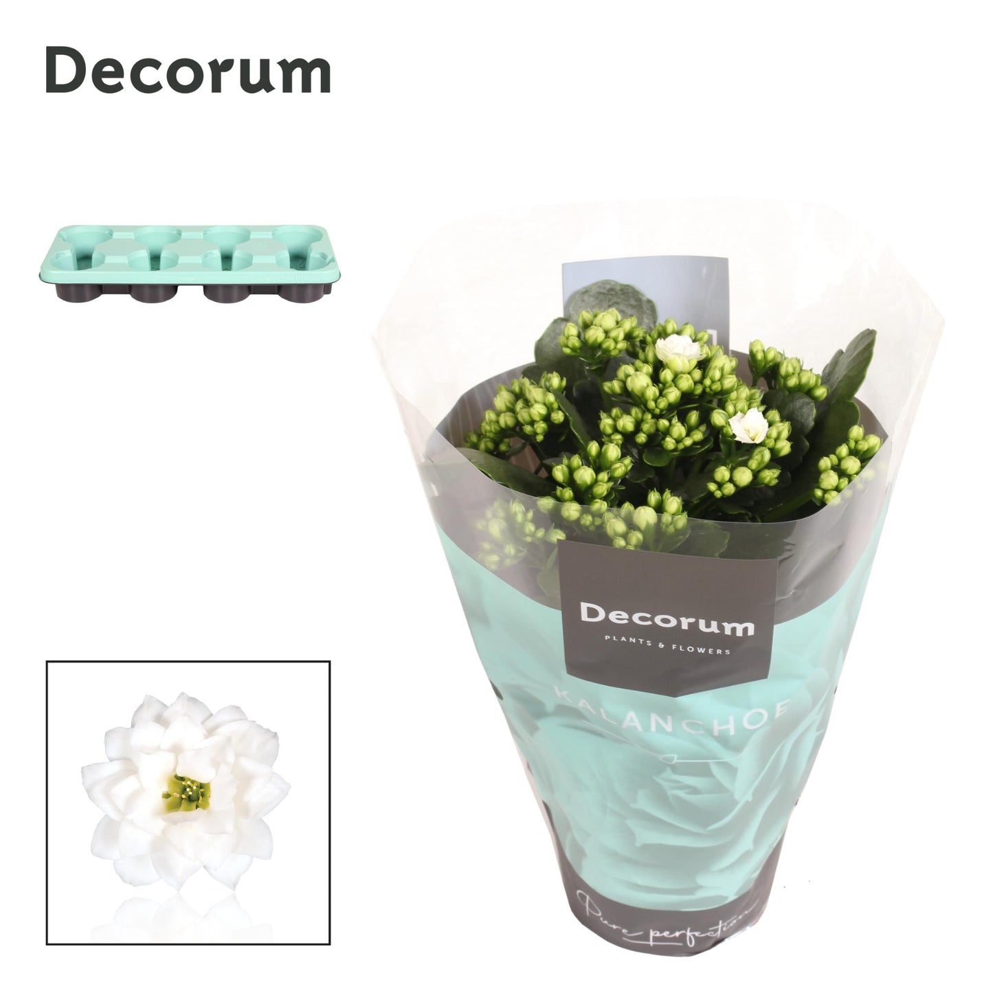 Kalanchoe Skydive White 24cm 12cm Pot