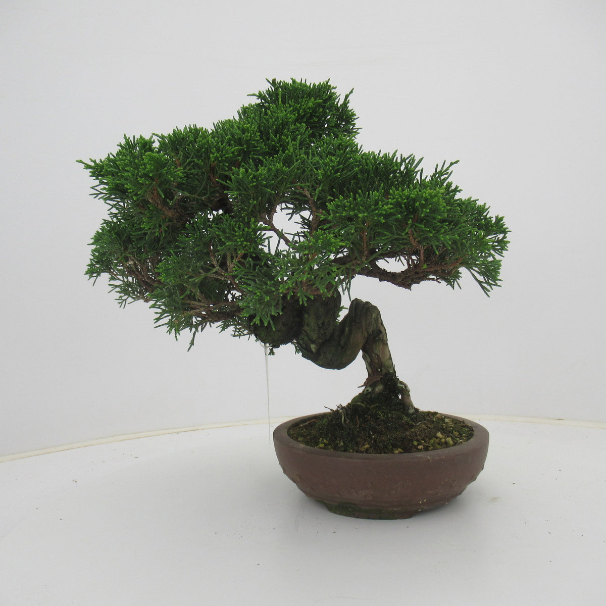 Juniperus chinensis 31cm 16cm Pot