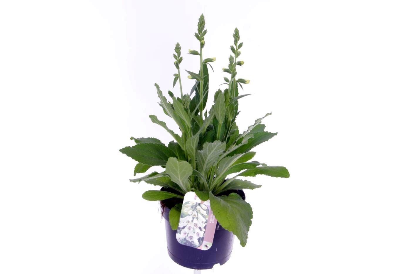 Digitalis pur. Hanabee White 40cm 17cm Pot