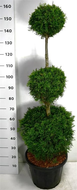 Thuja occidentalis Smaragd 160cm 38cm Pot