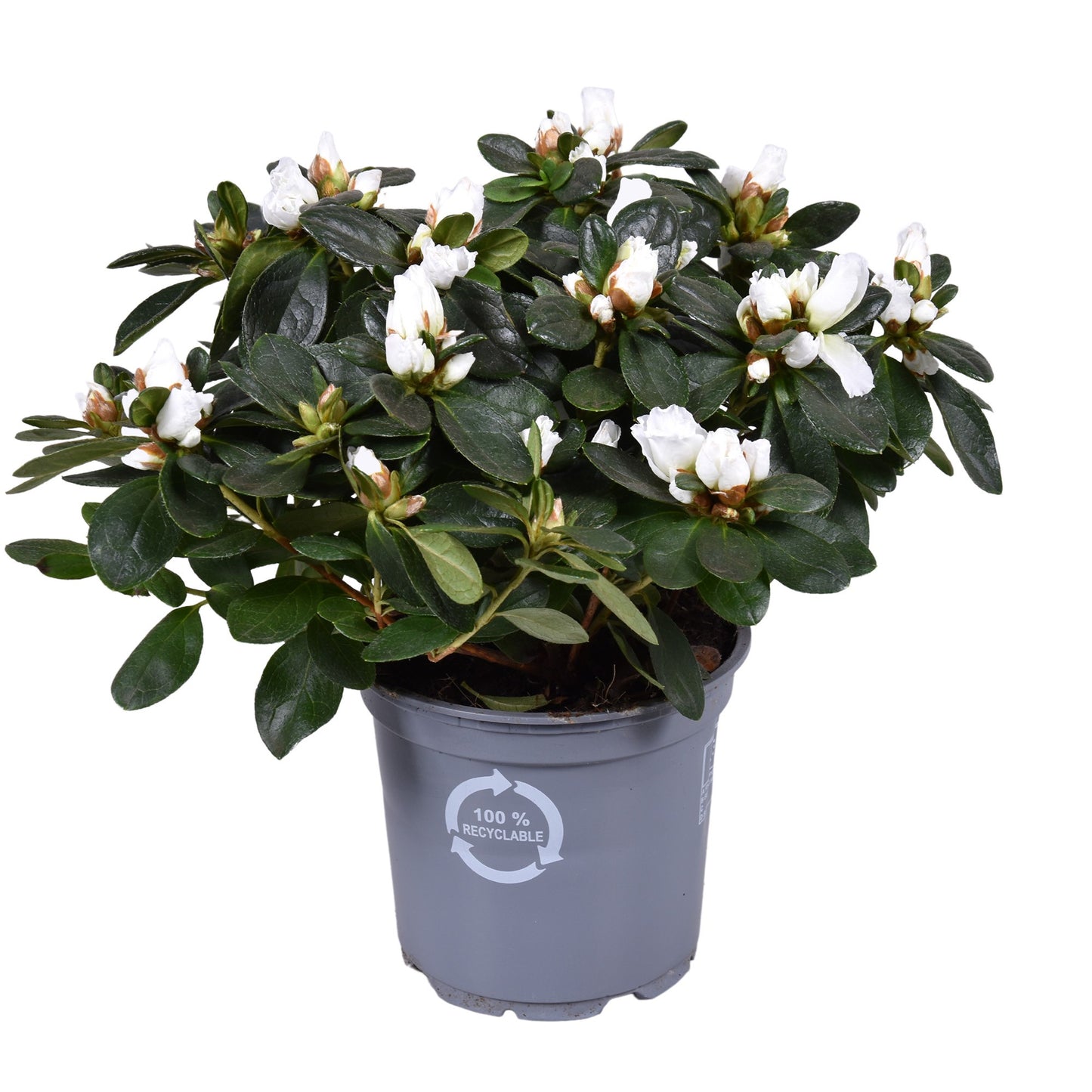 Rhododendron Vogel white 28cm 12cm Pot