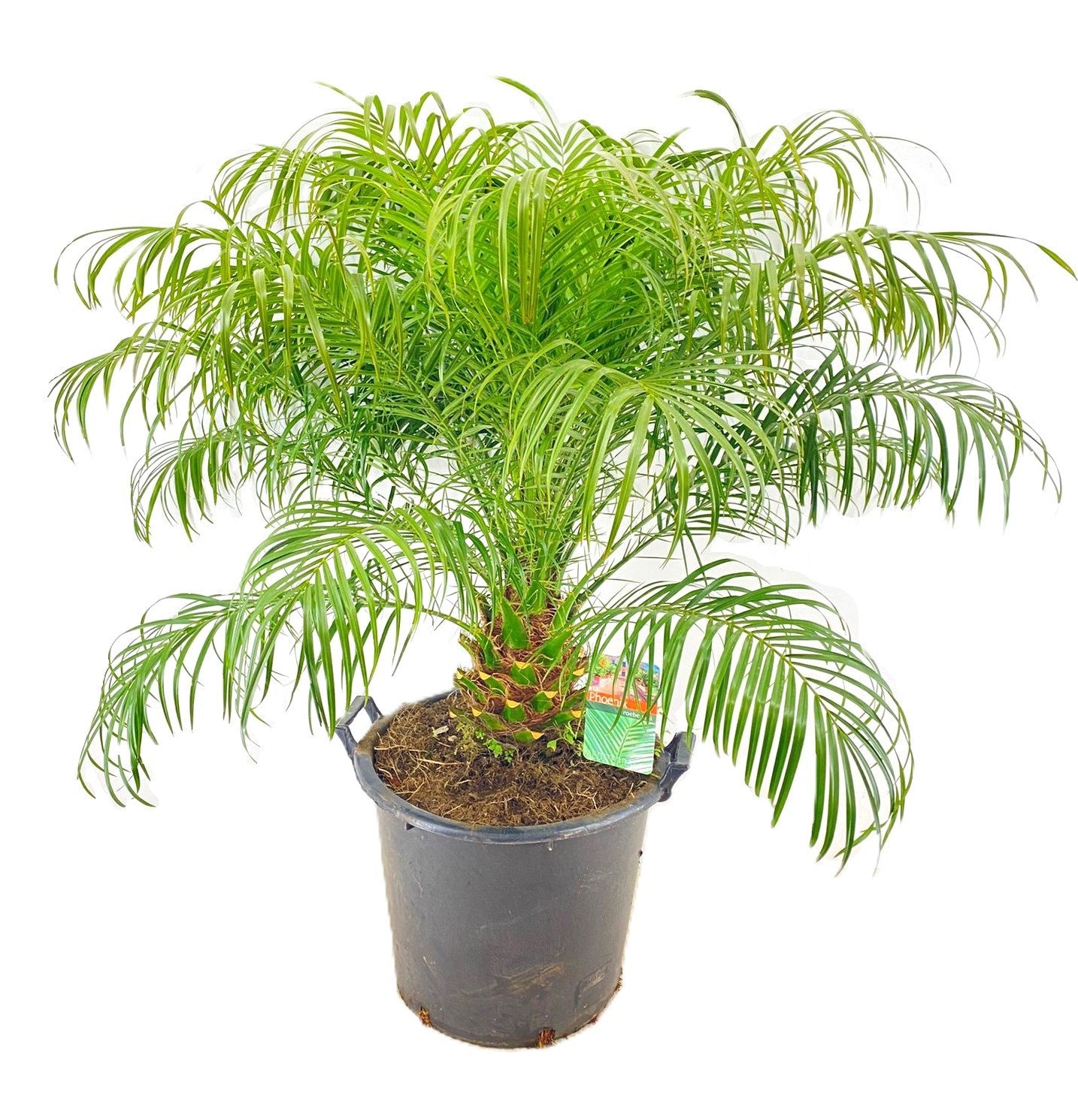 Phoenix roebelenii 150cm 40cm Pot