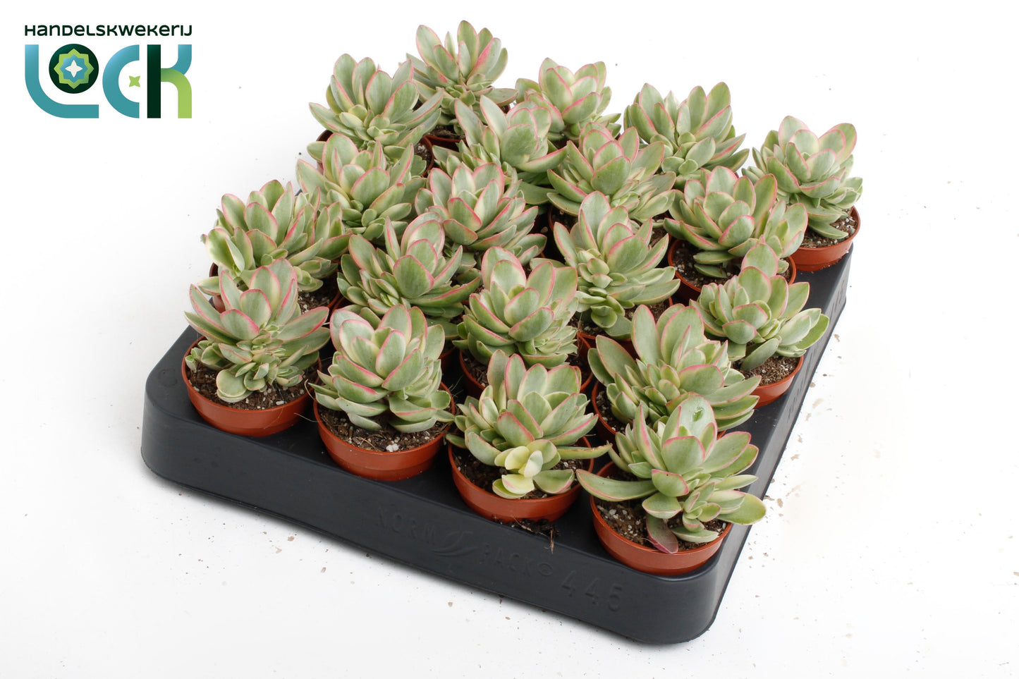 Crassula Moneymaker var. 10cm 5.5cm Pot