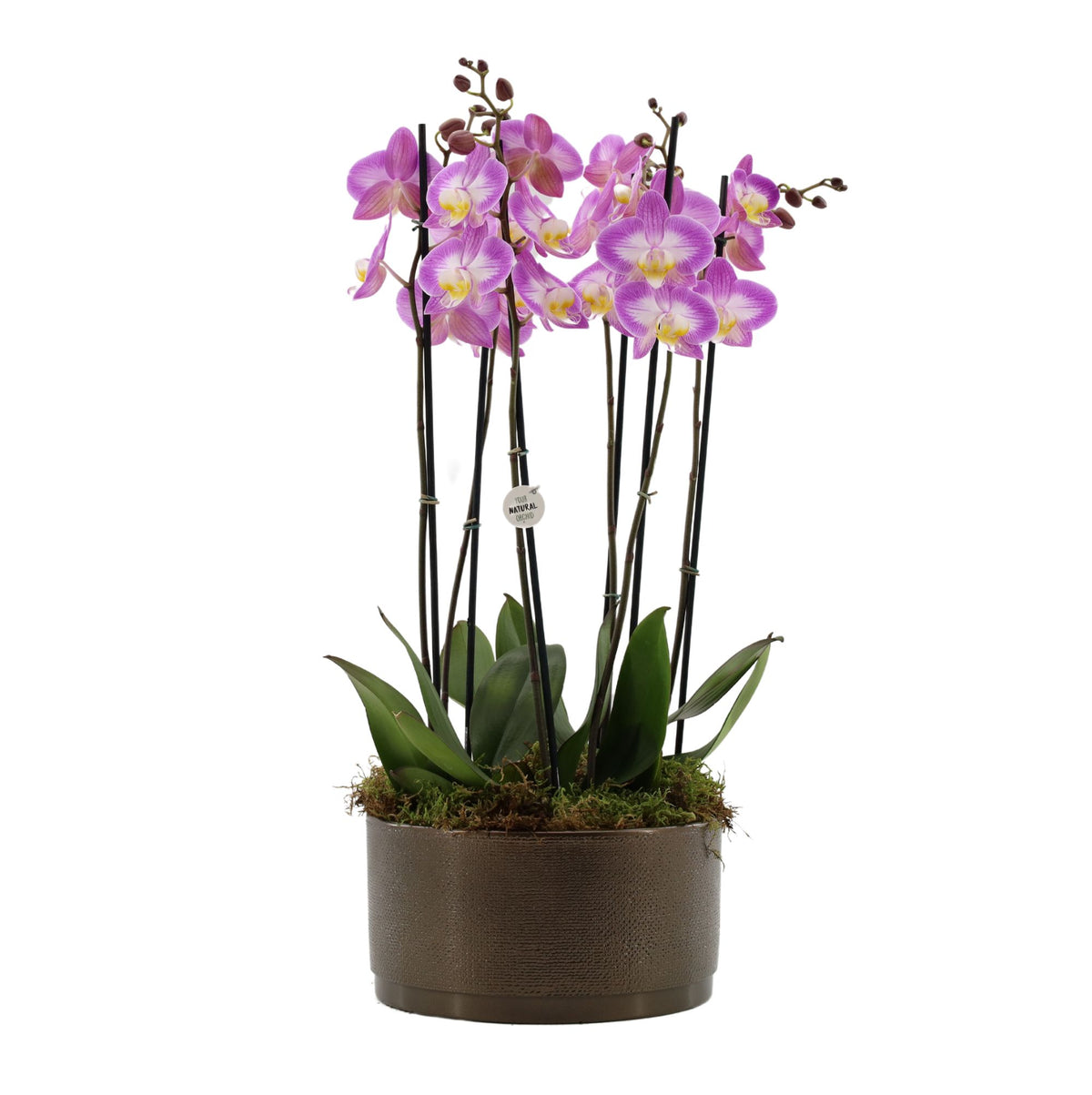 Phalaenopsis pink 60cm 27cm Pot