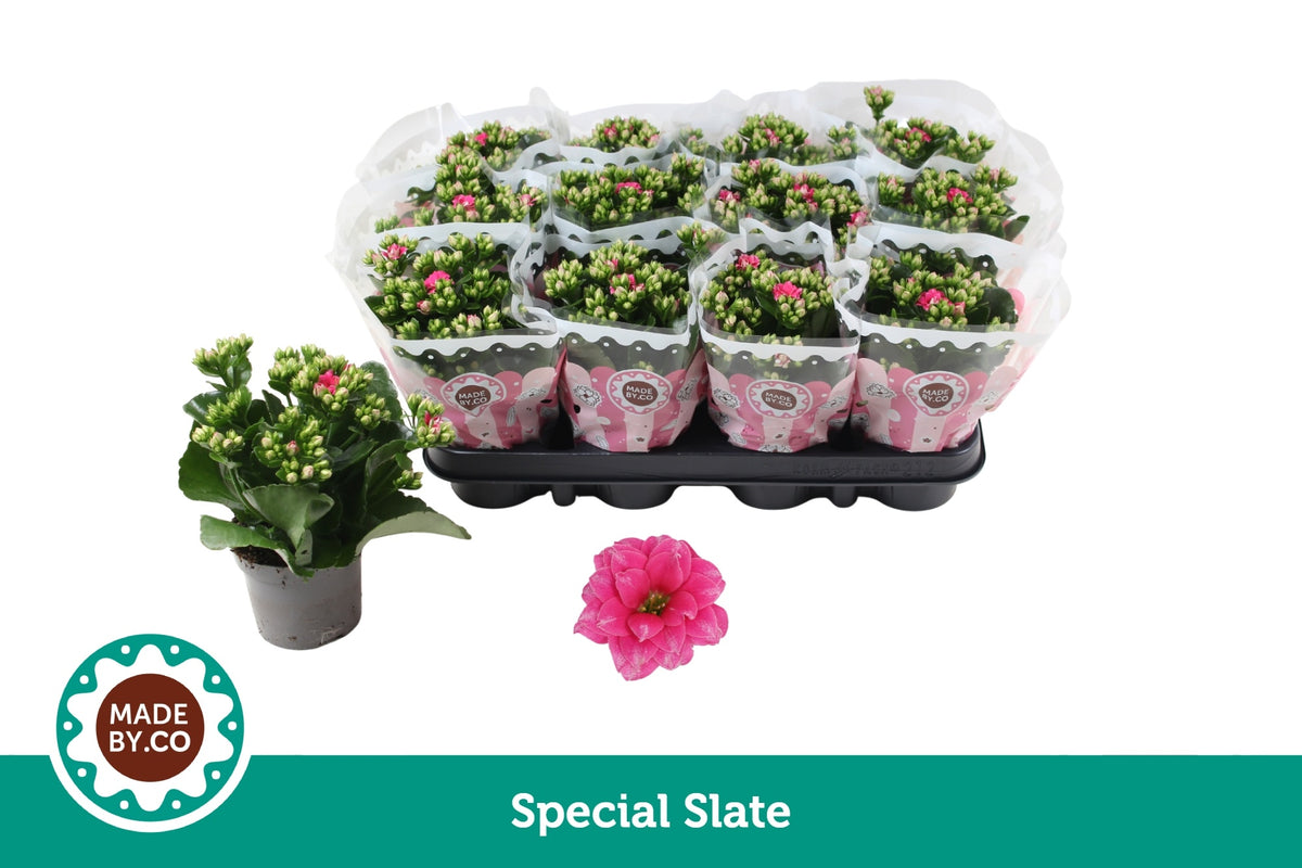 Kalanchoe Slate Purple 19cm 9cm Pot