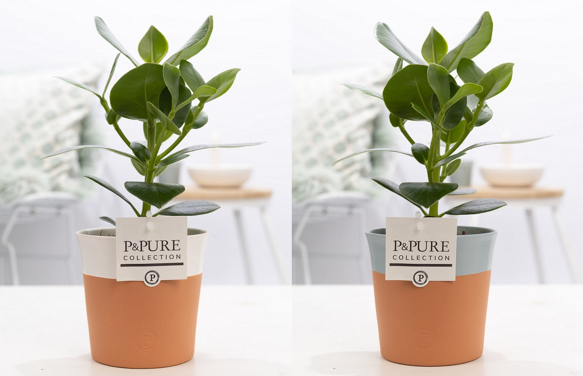 Clusia Princess 30cm 12cm Pot
