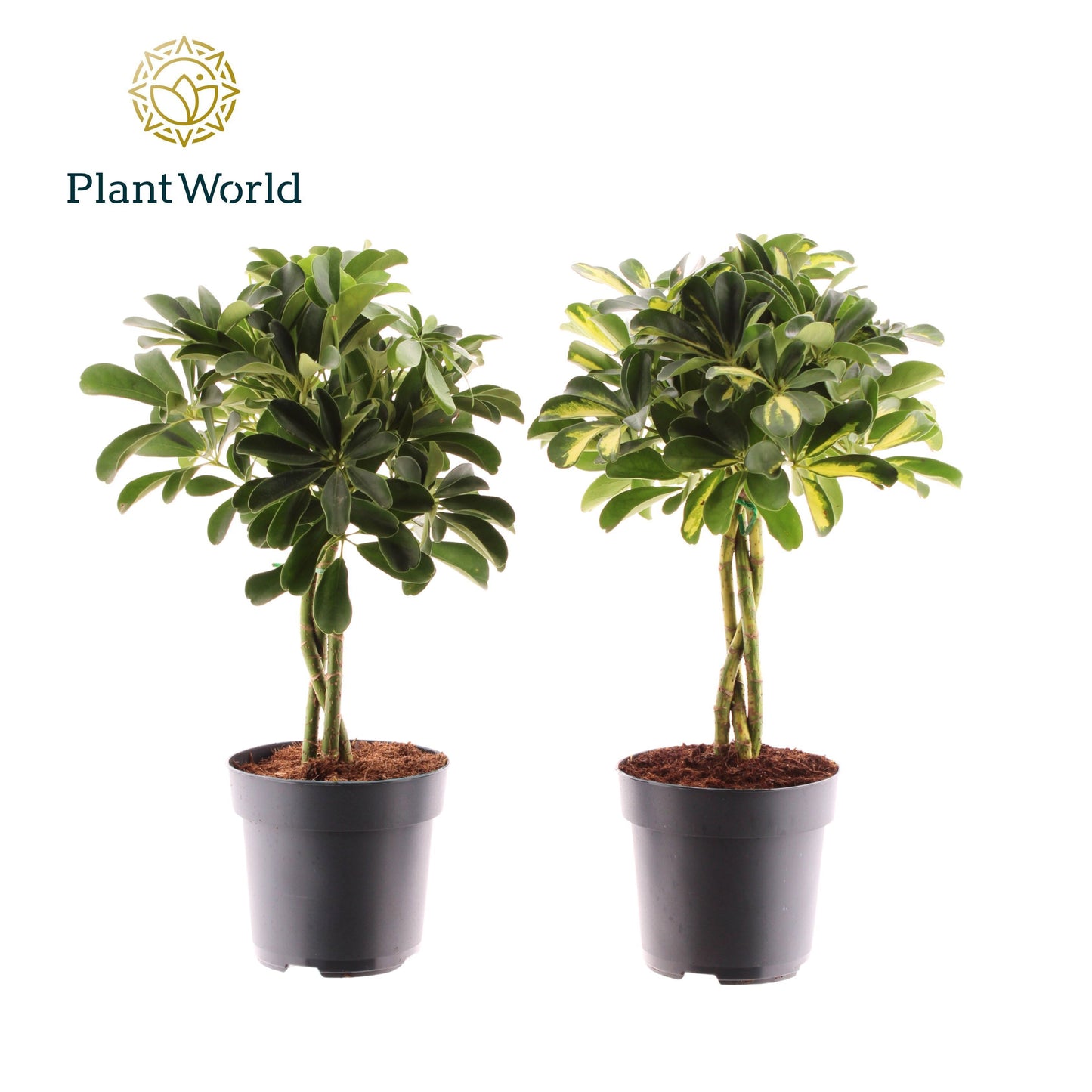 Schefflera Mme De Smet braided 60cm 17cm Pot