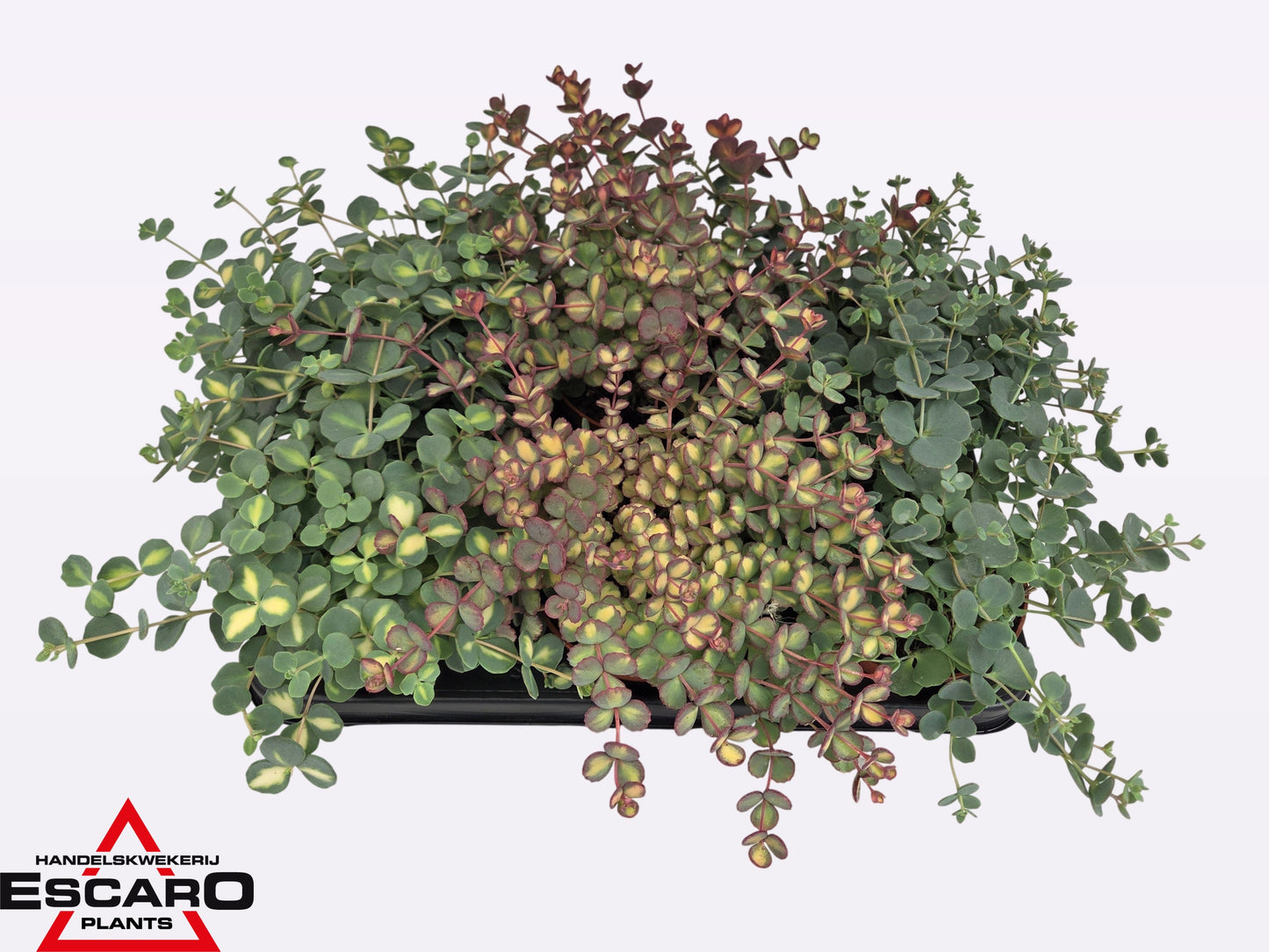 Sedum mix 18cm 12cm Pot