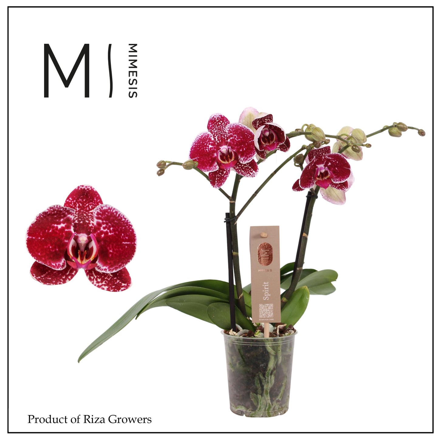 Phalaenopsis red 45cm 12cm Pot