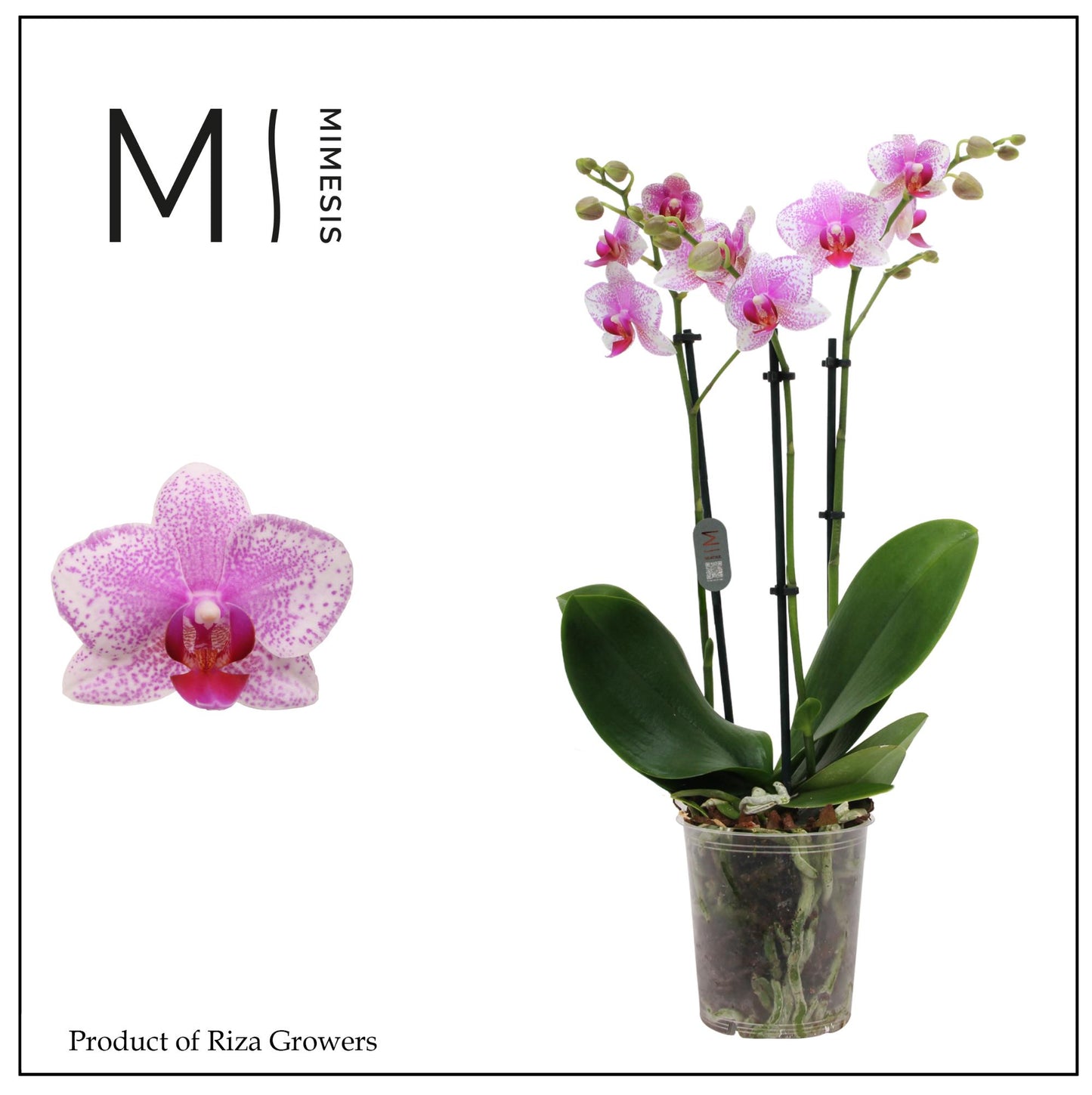Phalaenopsis Rotterdam 50cm 12cm Pot