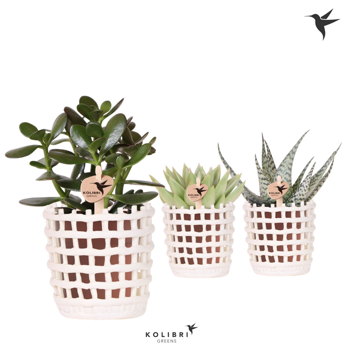 Succulent mix 22cm 9cm Pot