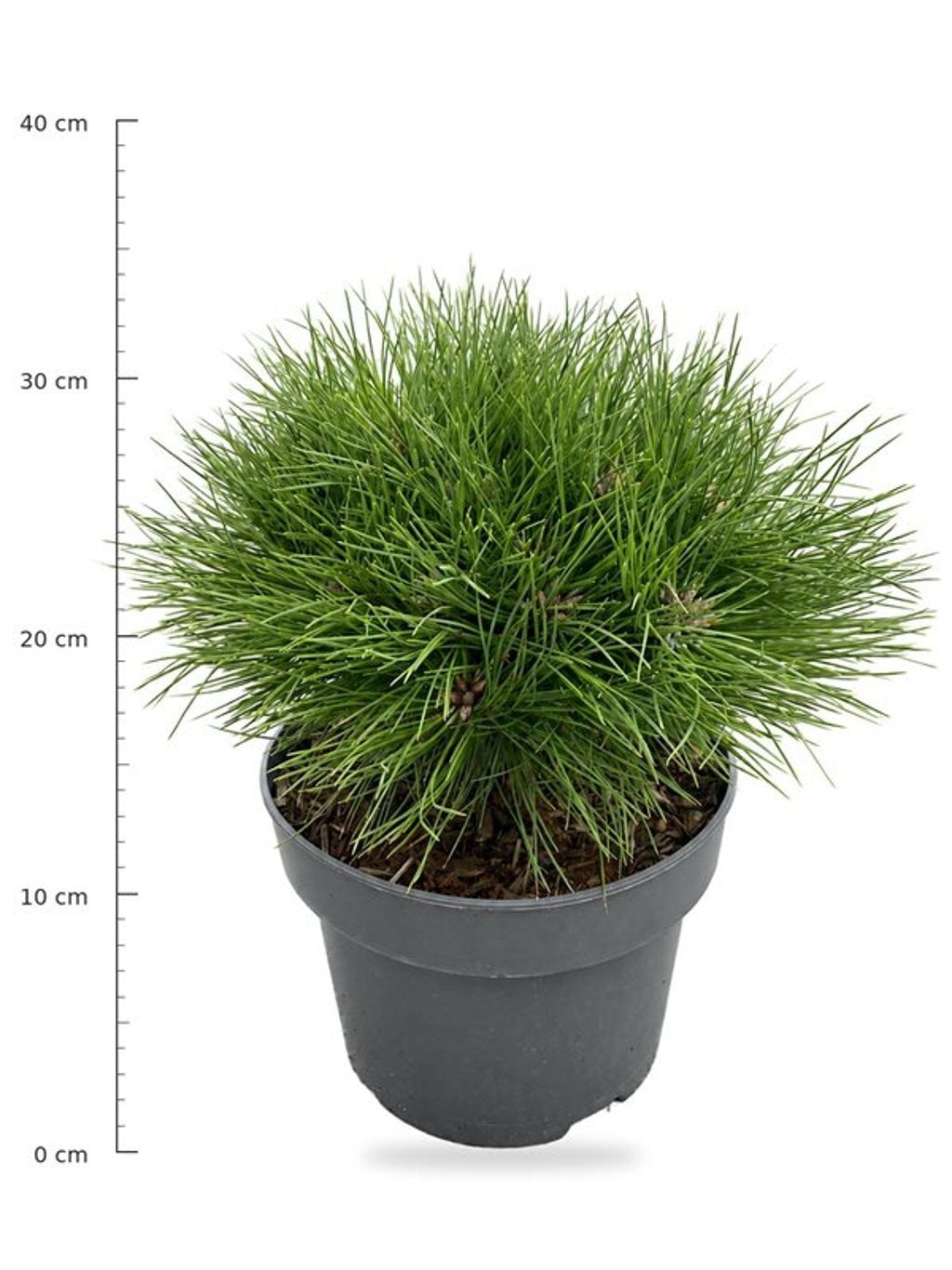 Pinus Marie Brégeon 30cm 23cm Pot