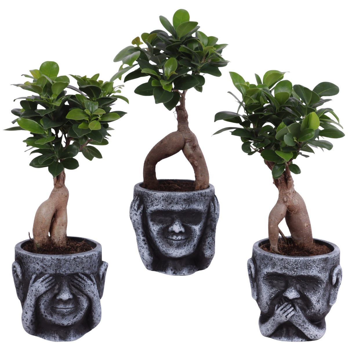 Ficus Ginseng 30cm 12cm Pot
