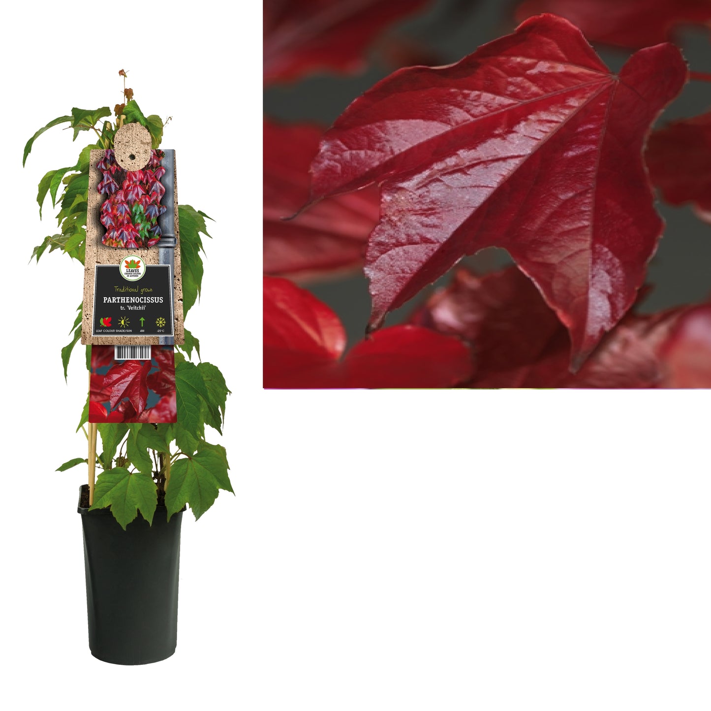 Parthenocissus tricuspidata Veitchii 75cm 17cm Pot
