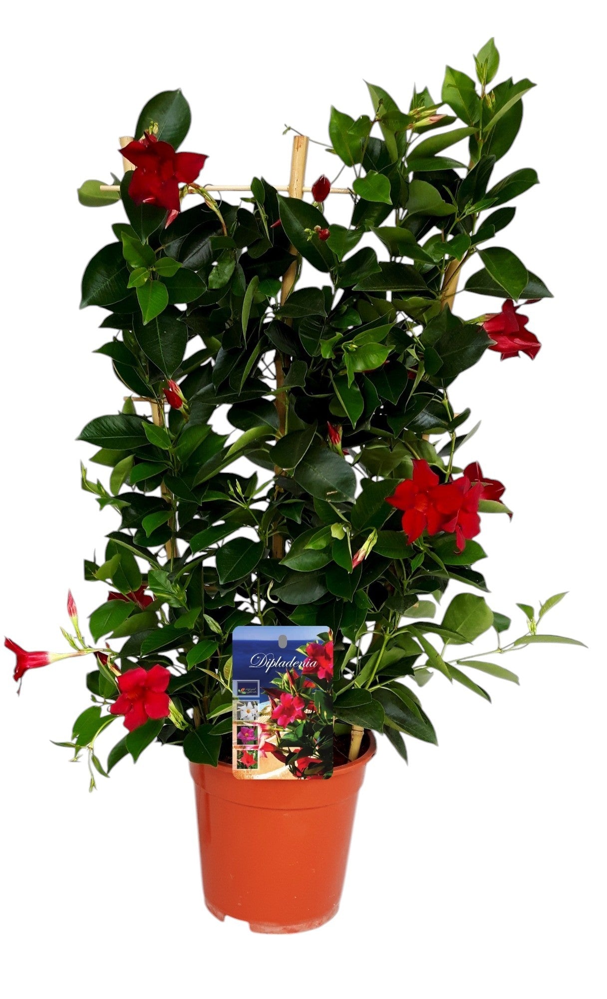 Mandevilla Rio Deep Red 75cm 19cm Pot