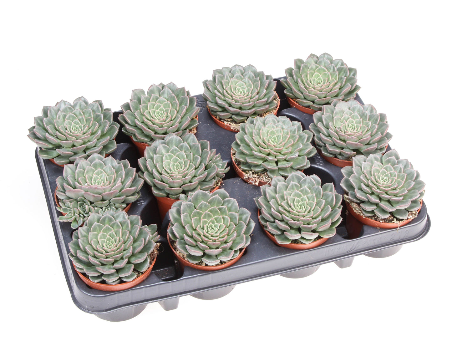 Graptopetalum Vega 10cm Special Pot (508)