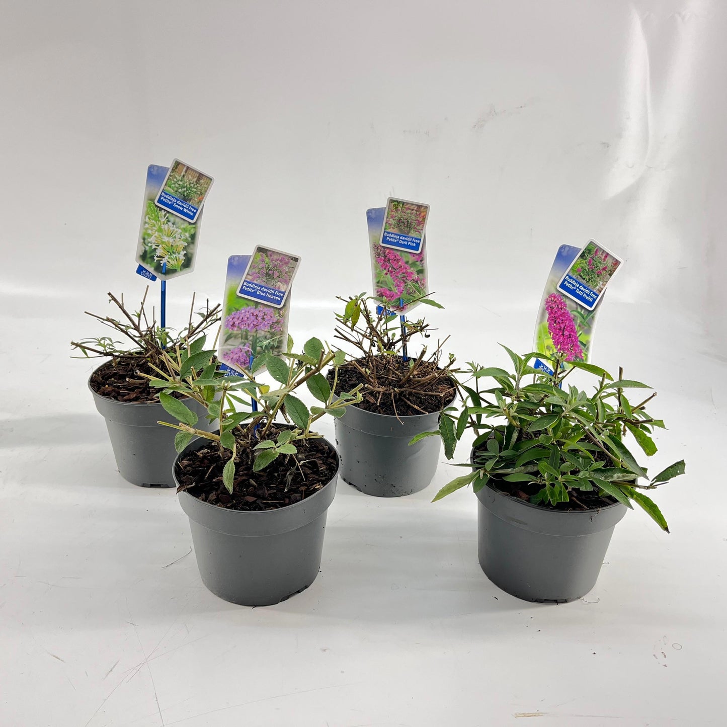 Buddleja davidii mix 20cm 17cm Pot