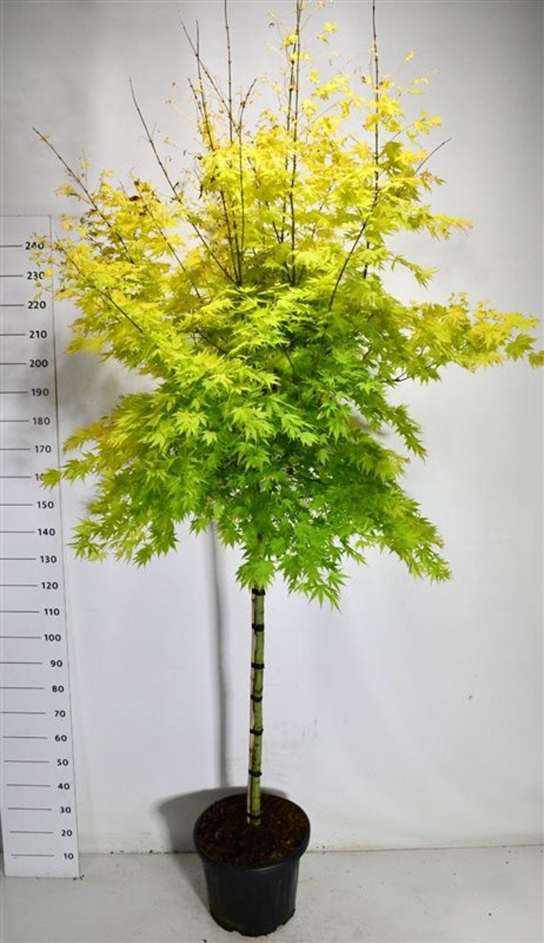 Acer Orange Dream 240cm 40cm Pot